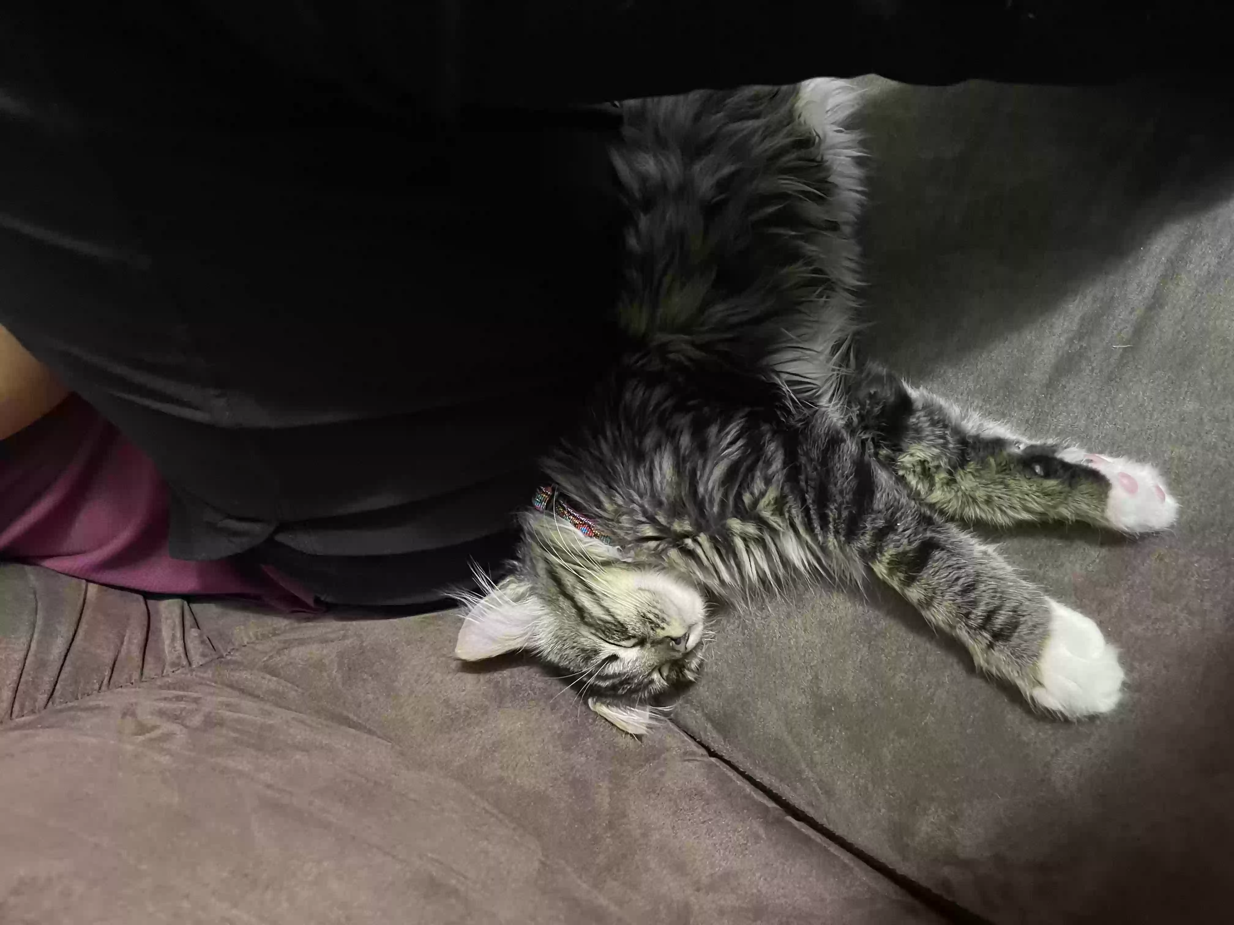/lostandfound/images/lnfpets/original/158702_photo.webp