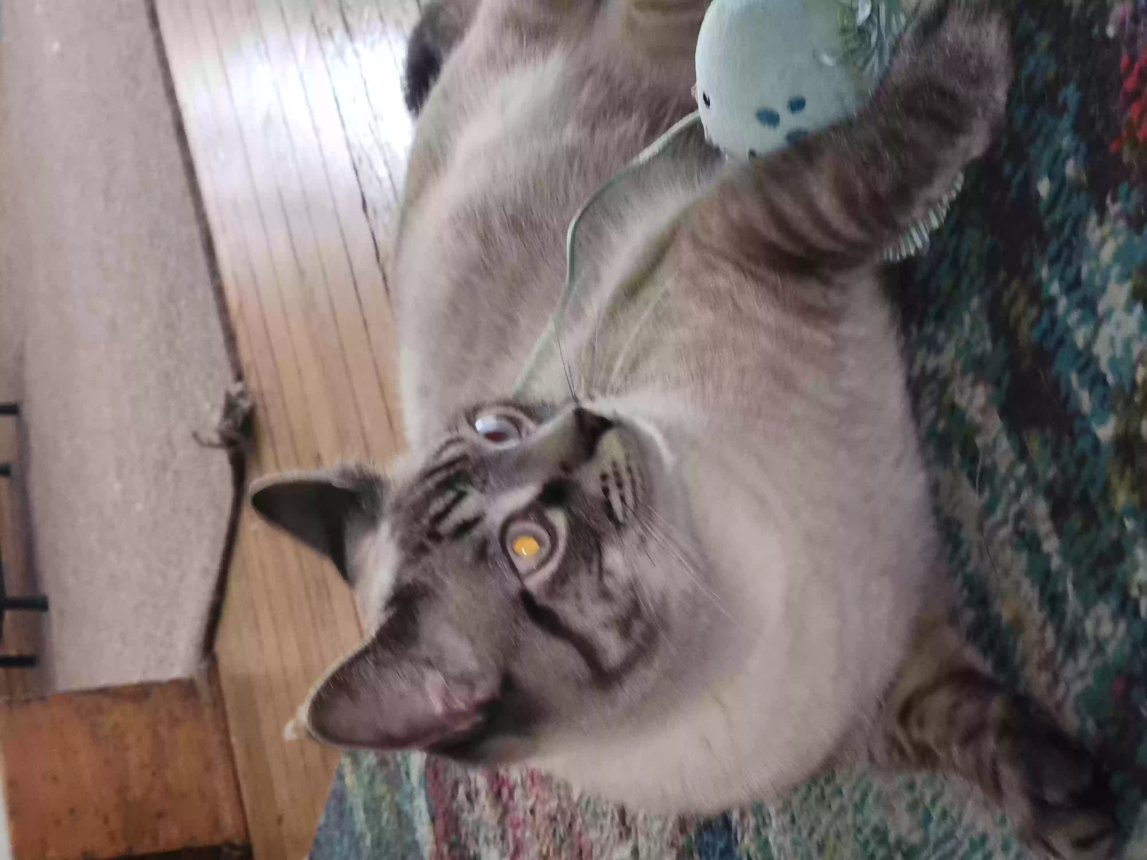 /lostandfound/images/lnfpets/original/158731_photo.webp