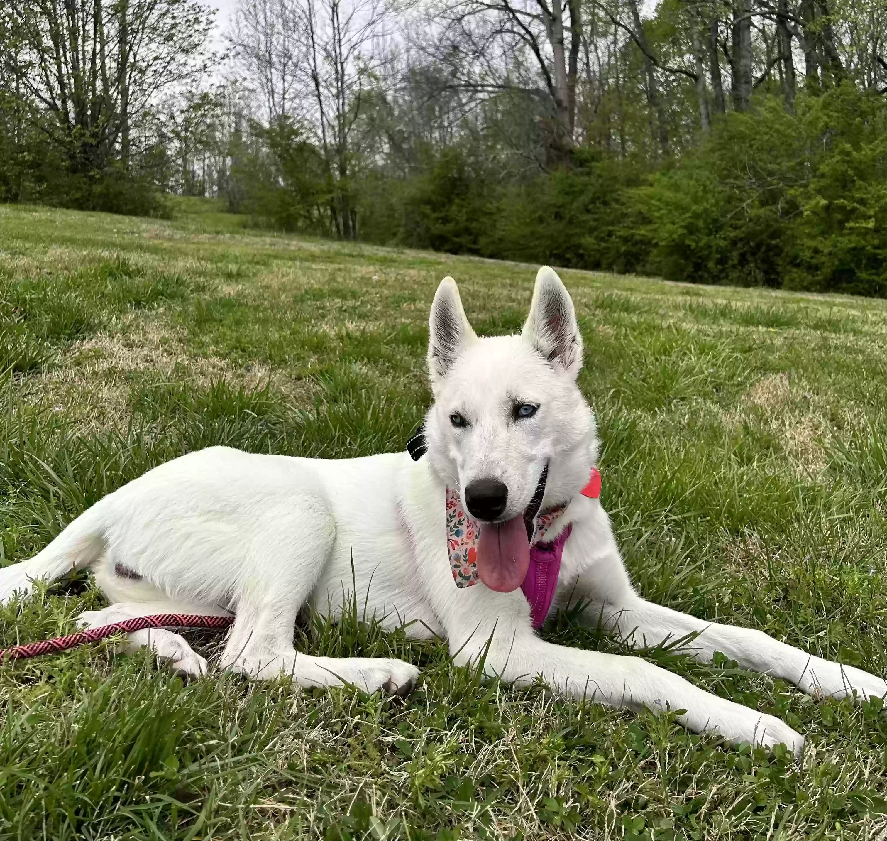 /lostandfound/images/lnfpets/original/158741_photo.webp