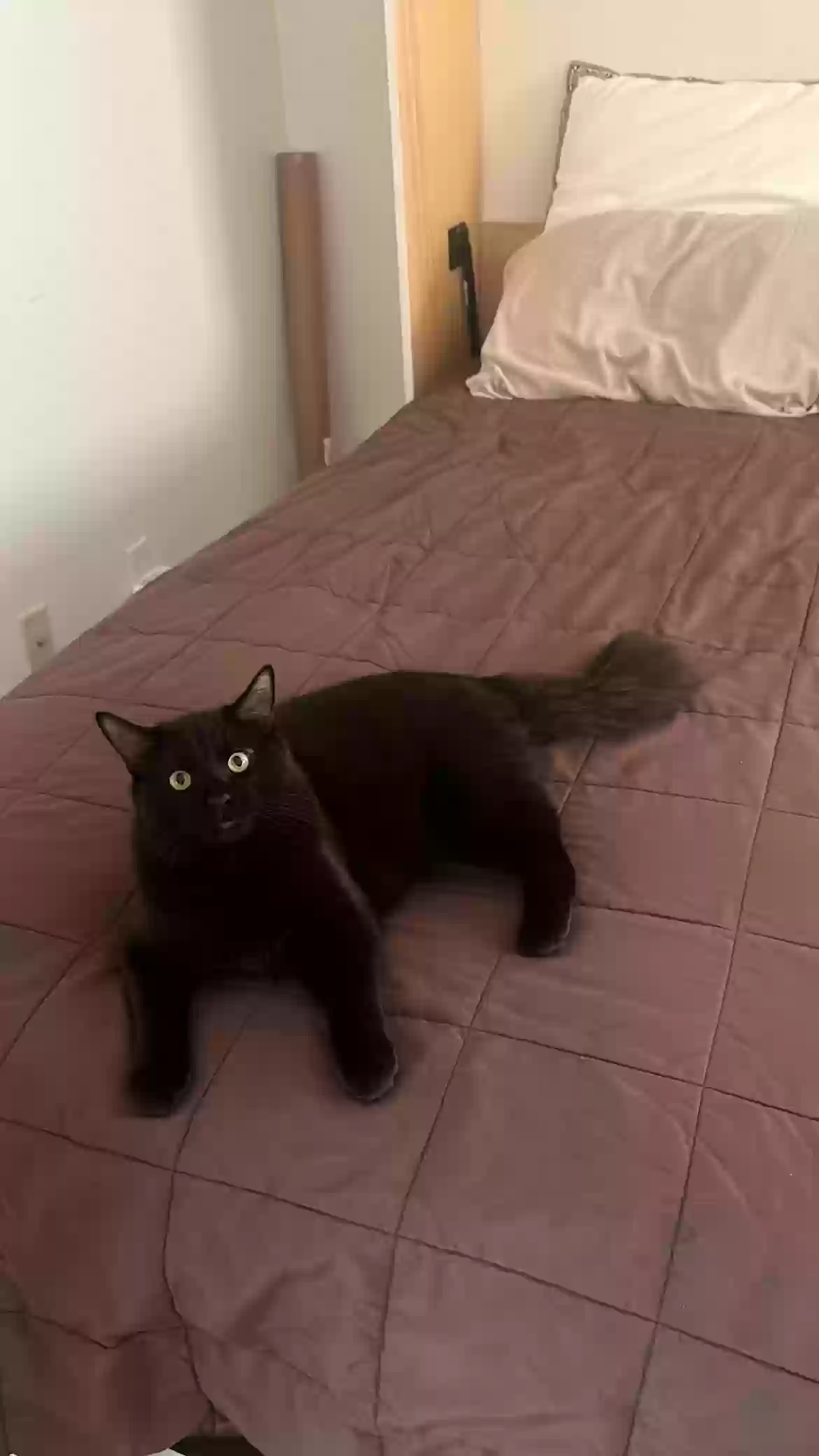 /lostandfound/images/lnfpets/original/158743_photo.webp