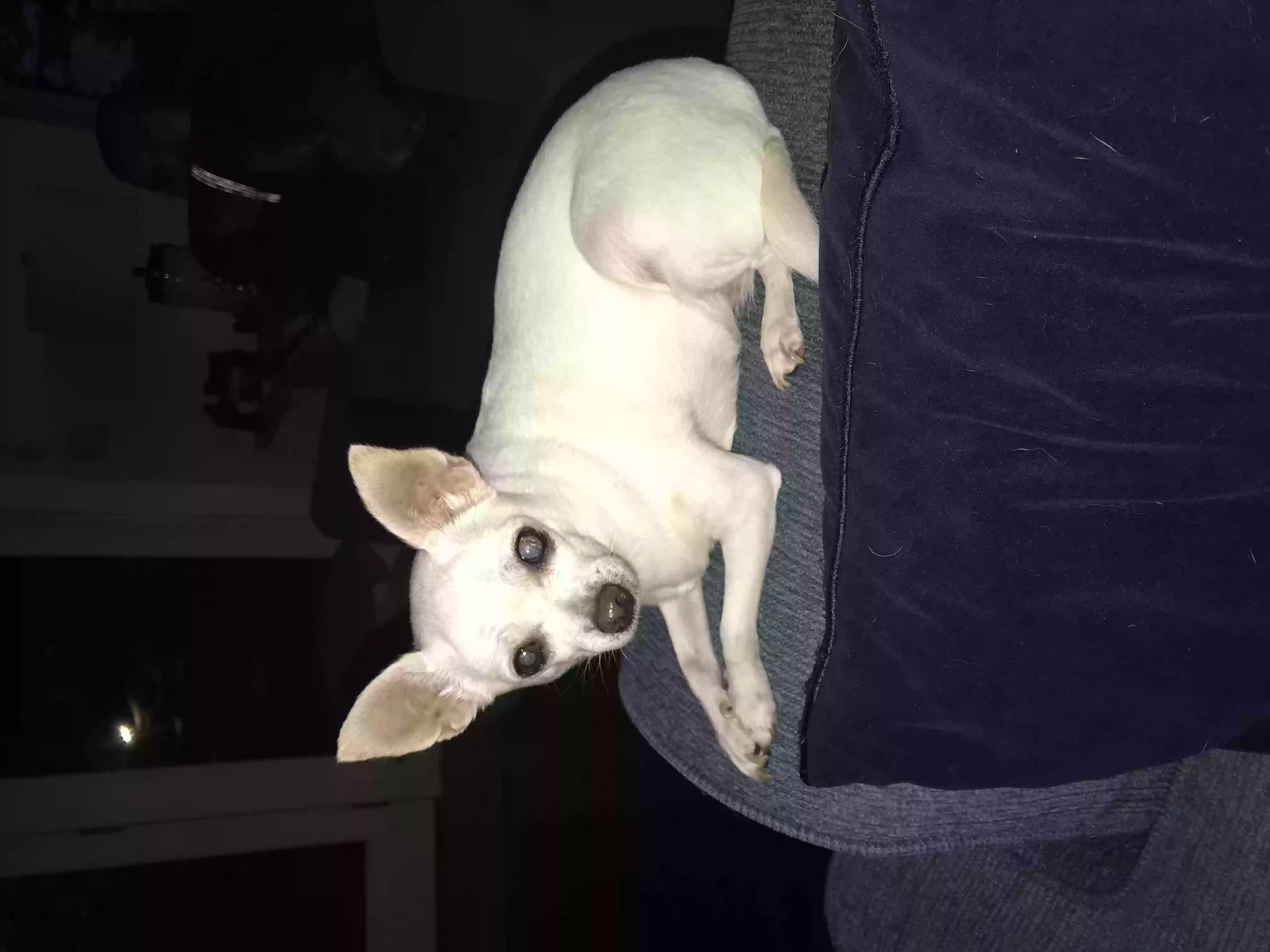 /lostandfound/images/lnfpets/original/158781_photo.webp