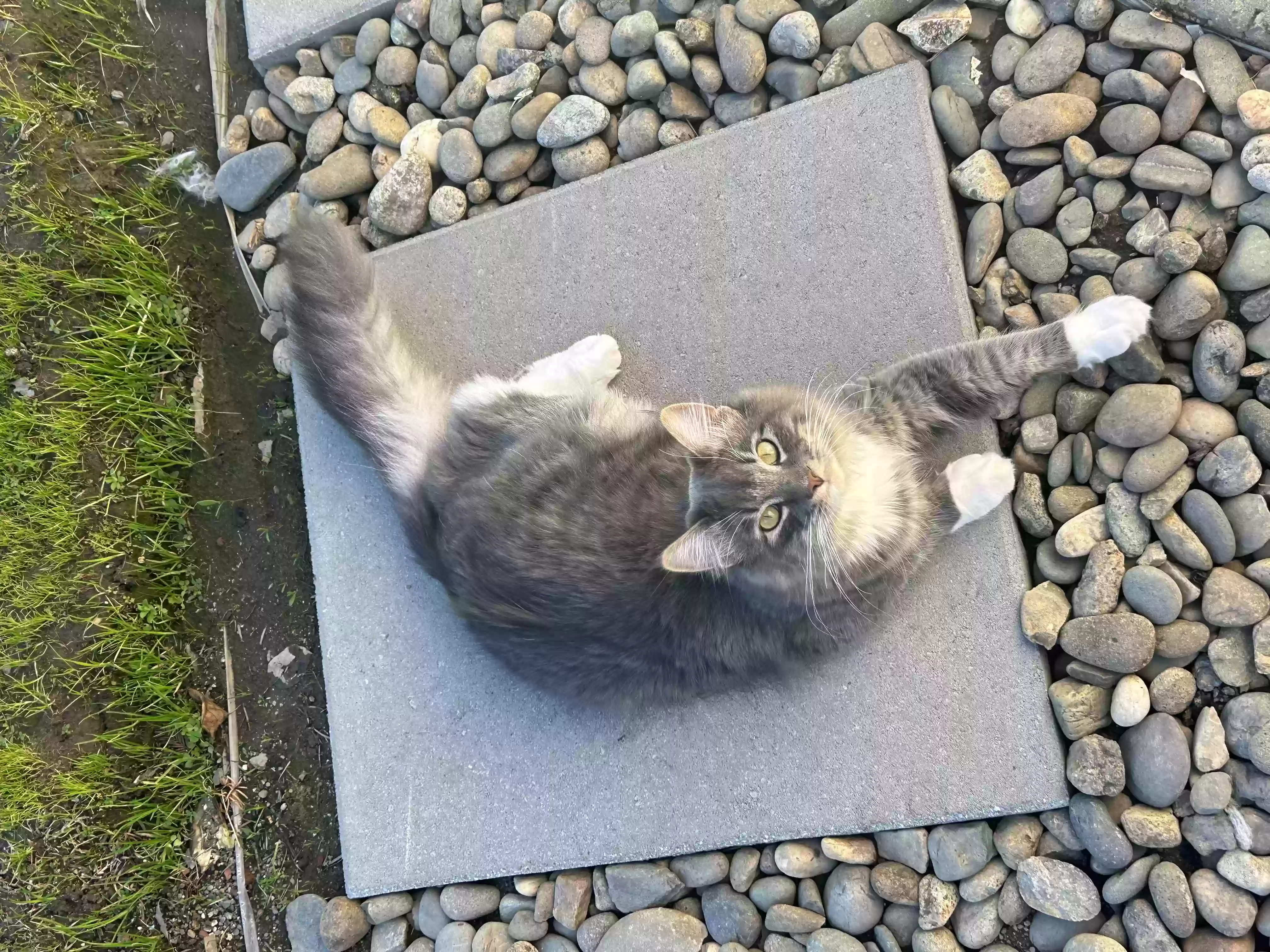 /lostandfound/images/lnfpets/original/158784_photo.webp