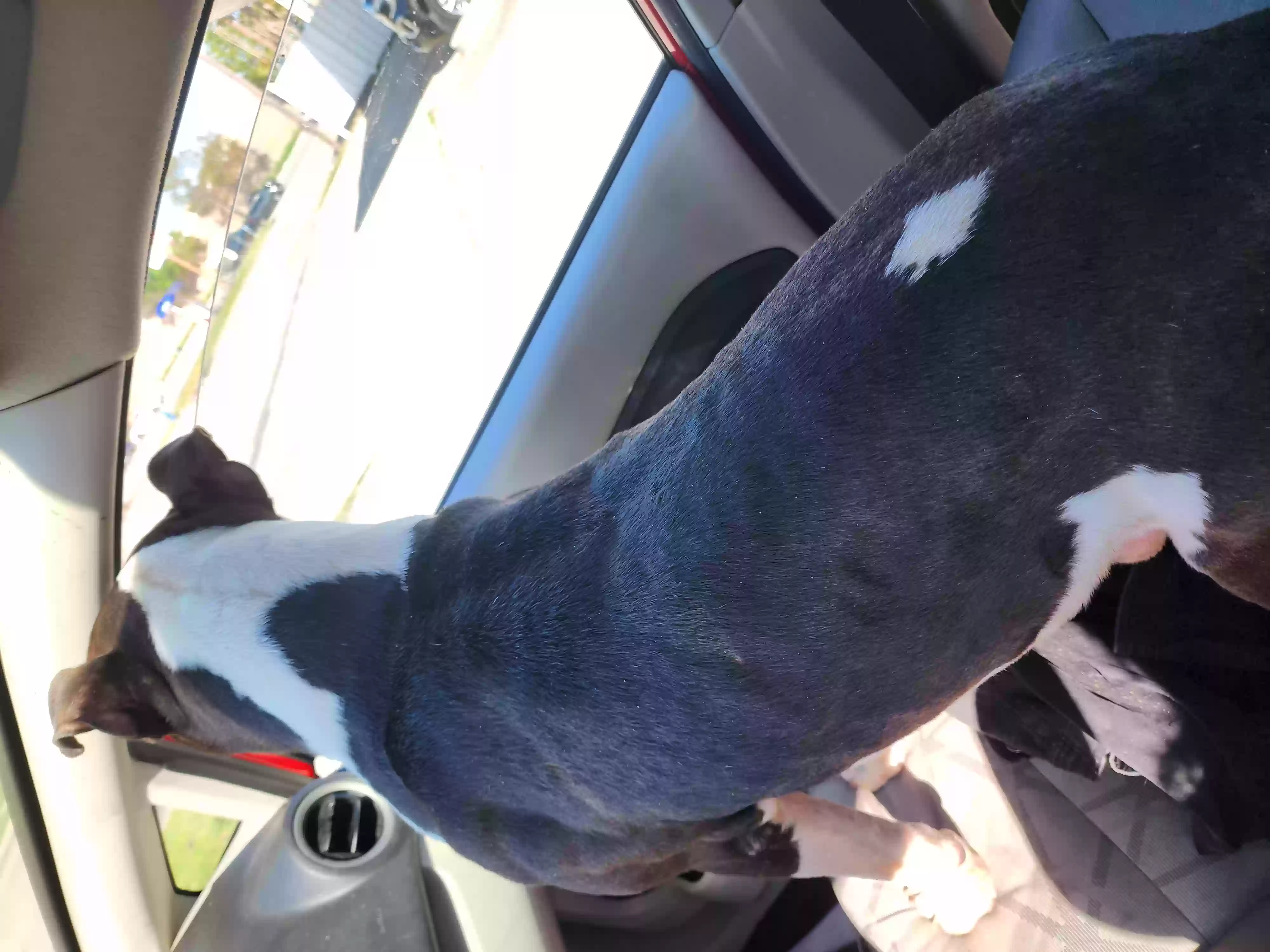 /lostandfound/images/lnfpets/original/158801_photo.webp