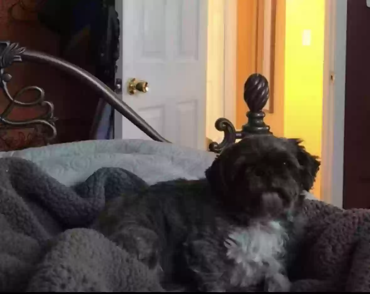 /lostandfound/images/lnfpets/original/158802_photo.webp