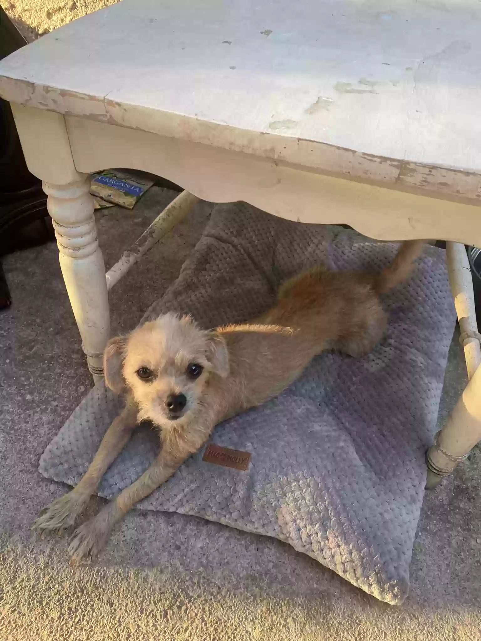 /lostandfound/images/lnfpets/original/158824_photo.webp