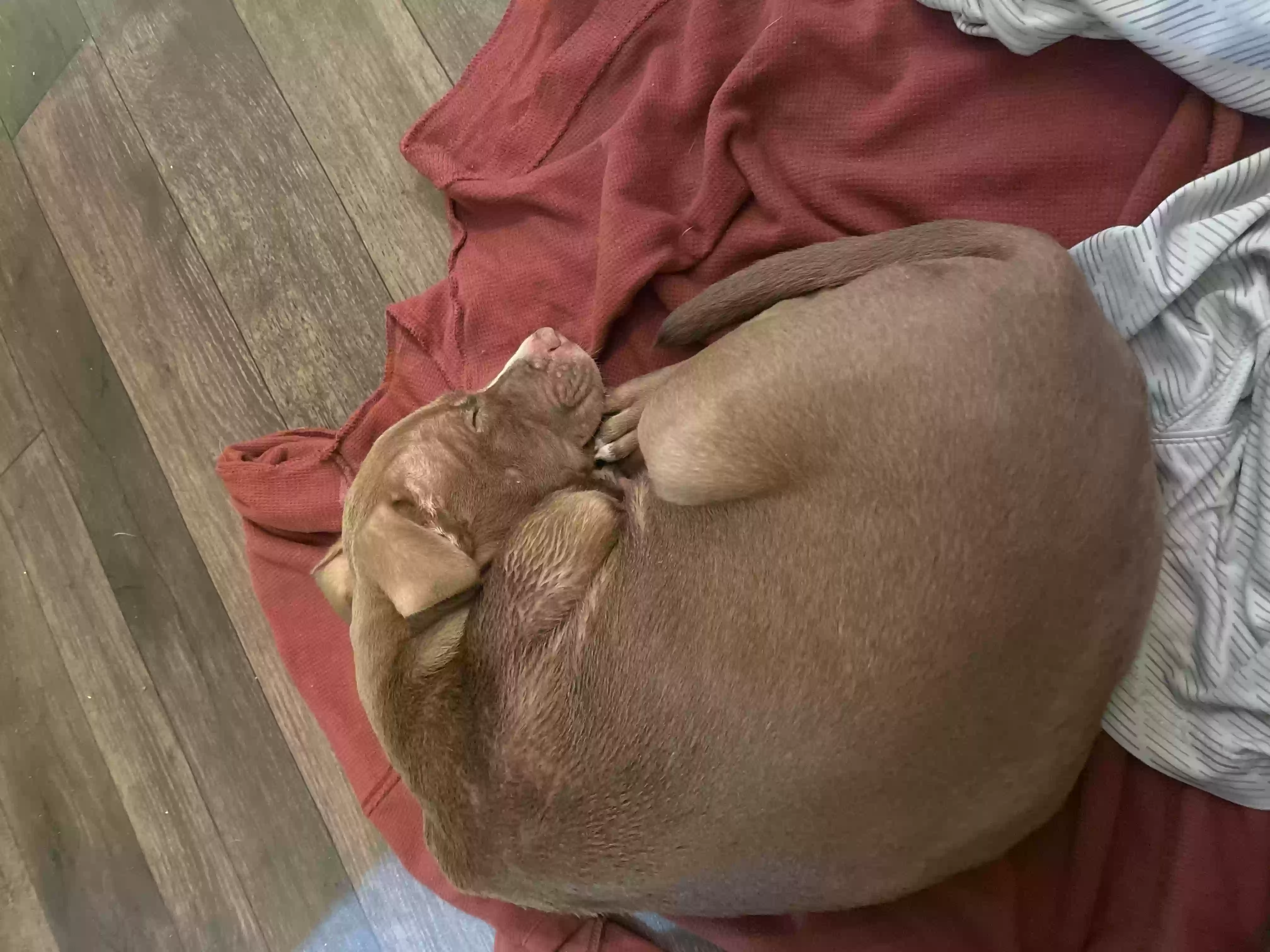 /lostandfound/images/lnfpets/original/158887_photo.webp