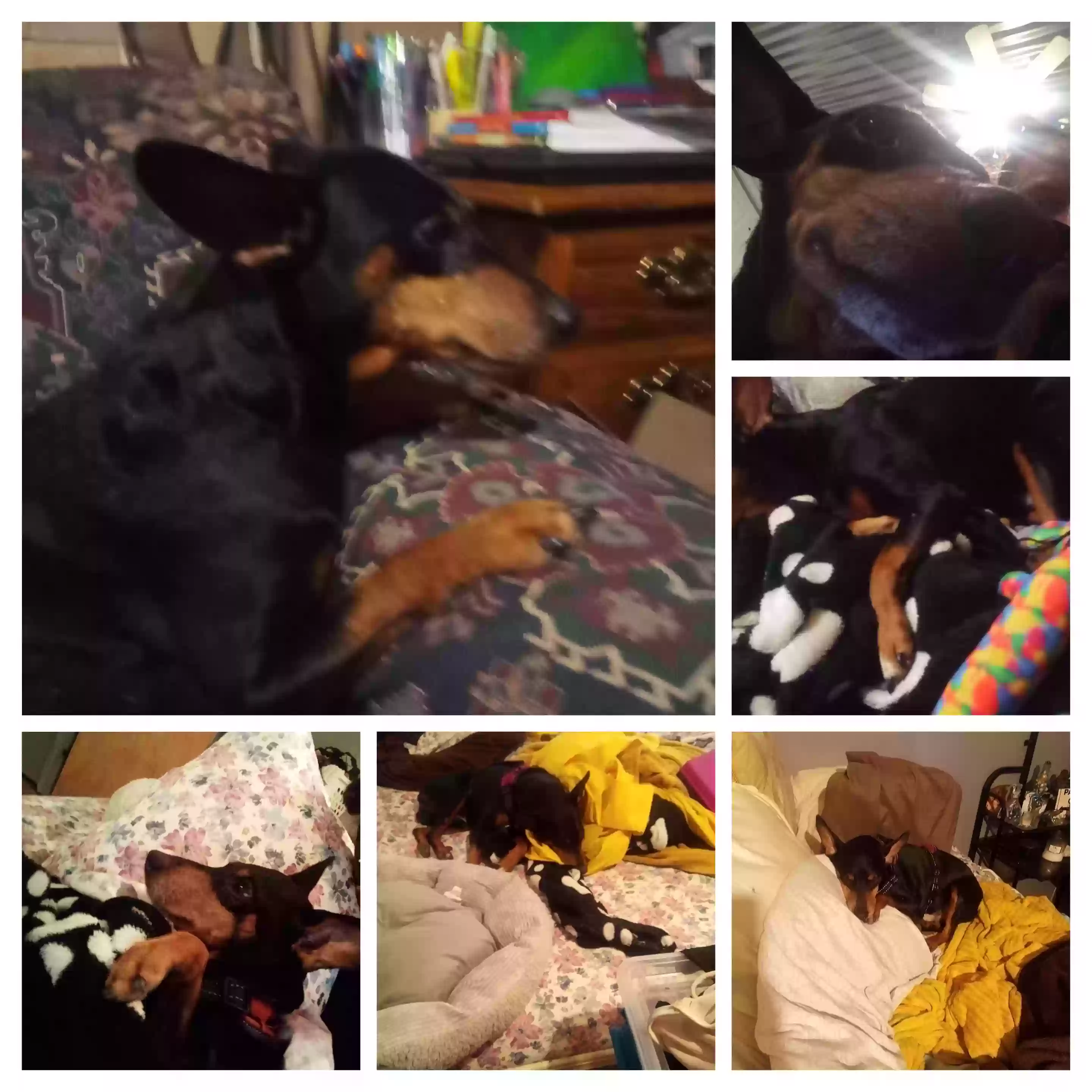 /lostandfound/images/lnfpets/original/158941_photo.webp
