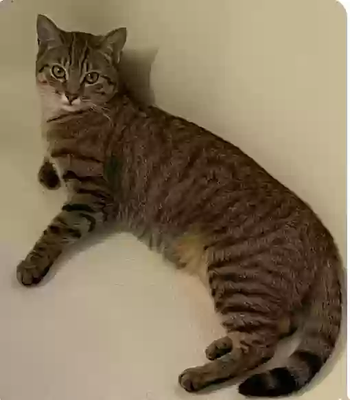 /lostandfound/images/lnfpets/original/158989_photo.webp