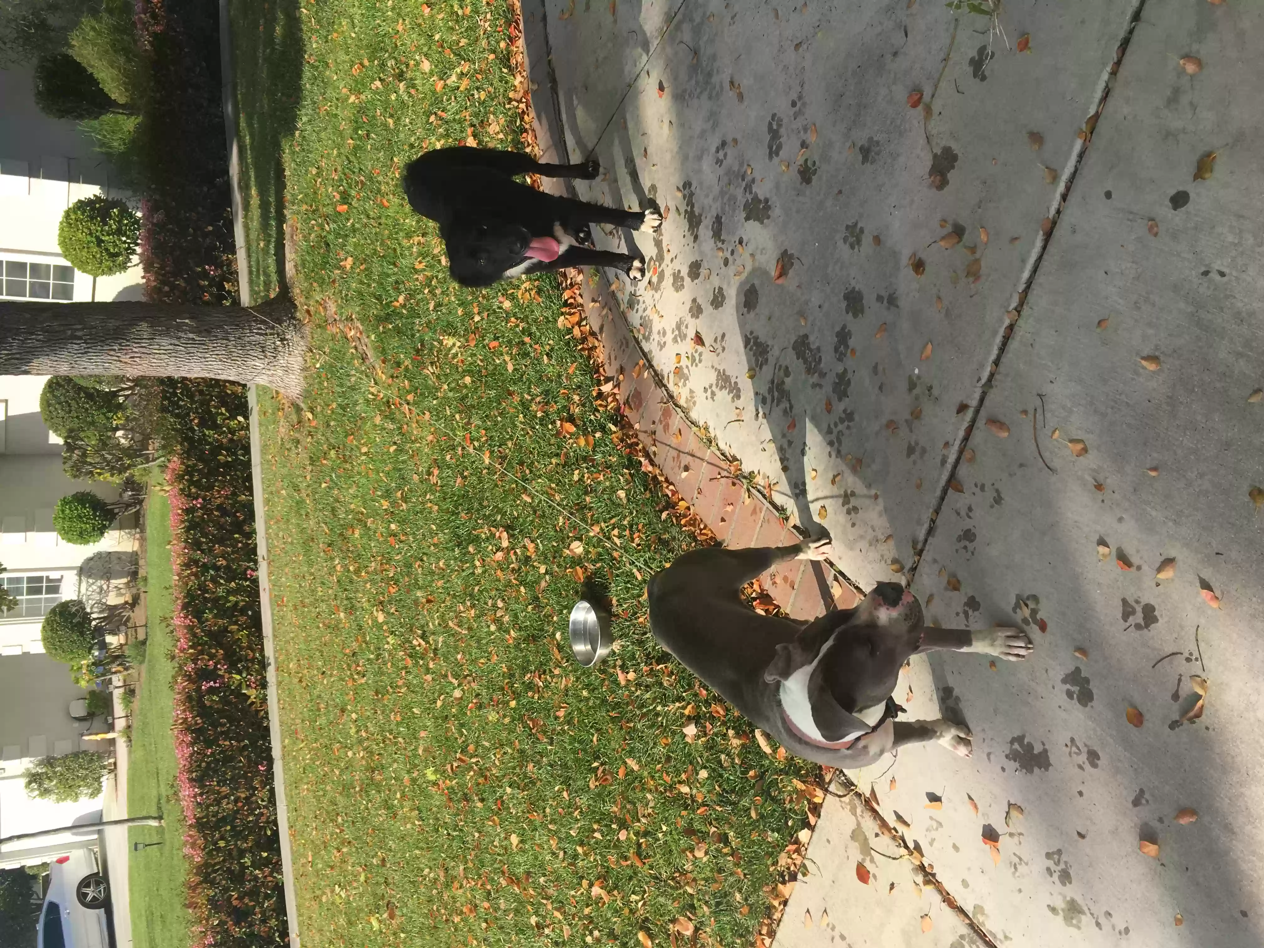 /lostandfound/images/lnfpets/original/159003_photo.webp