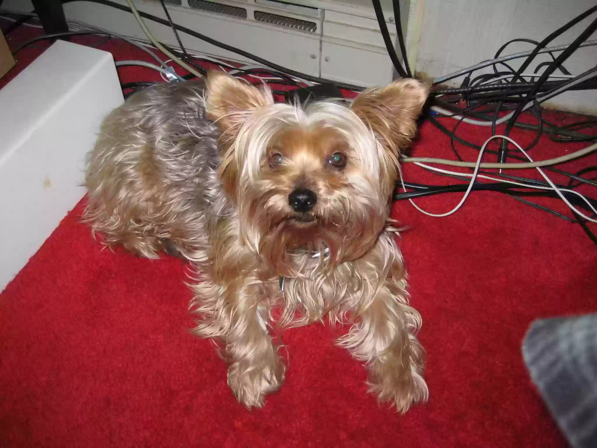 /lostandfound/images/lnfpets/original/159005_photo.webp