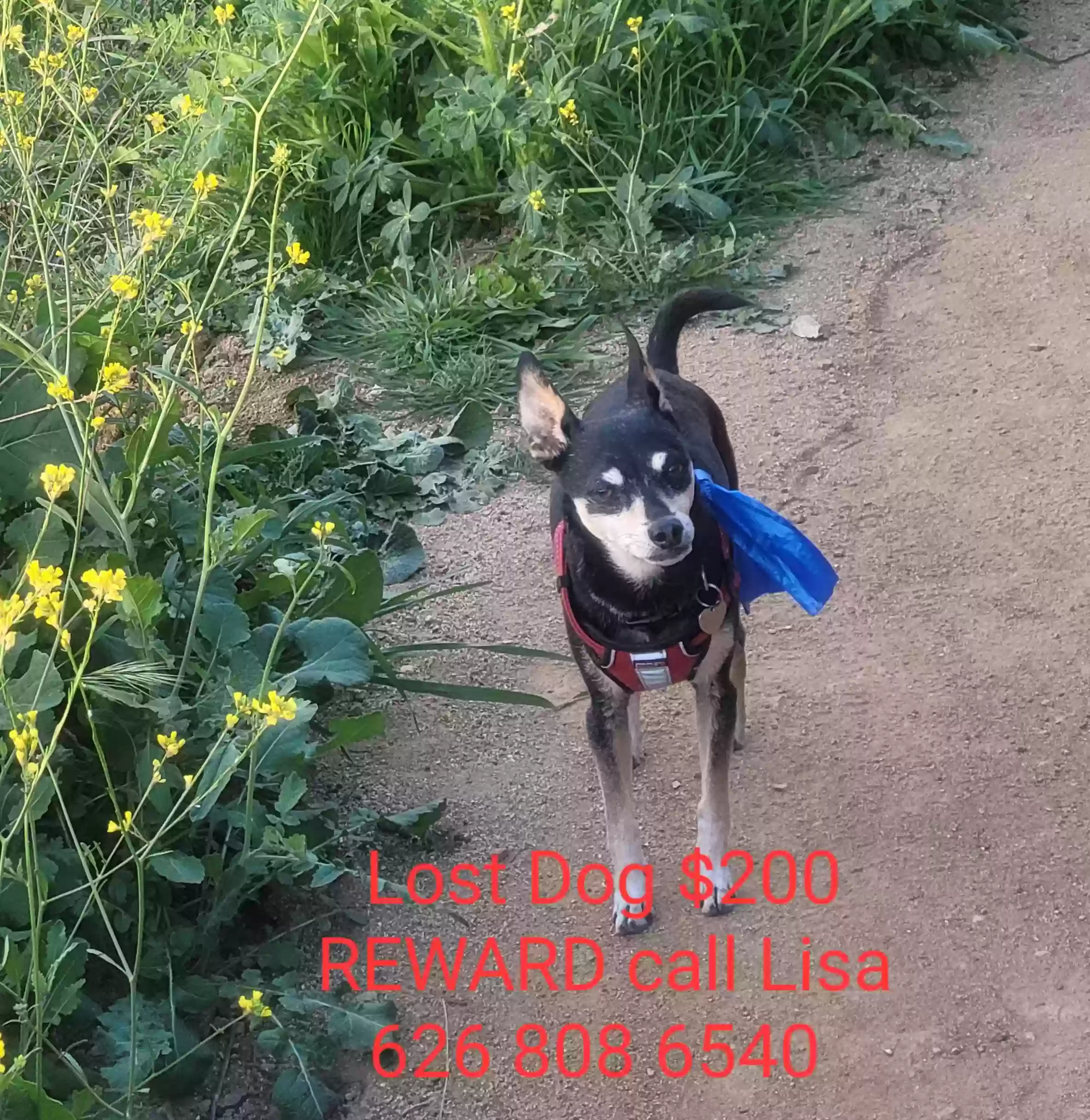 /lostandfound/images/lnfpets/original/159014_photo.webp