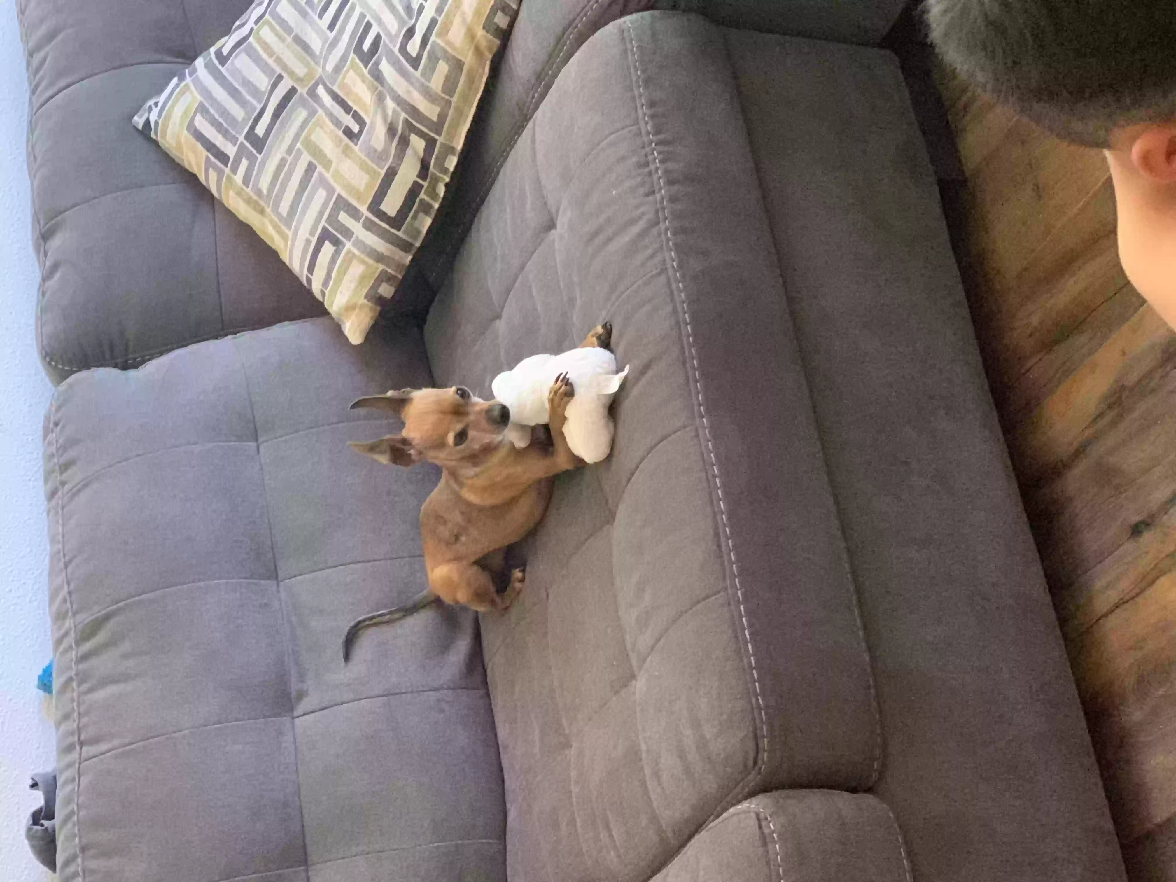 /lostandfound/images/lnfpets/original/159041_photo.webp