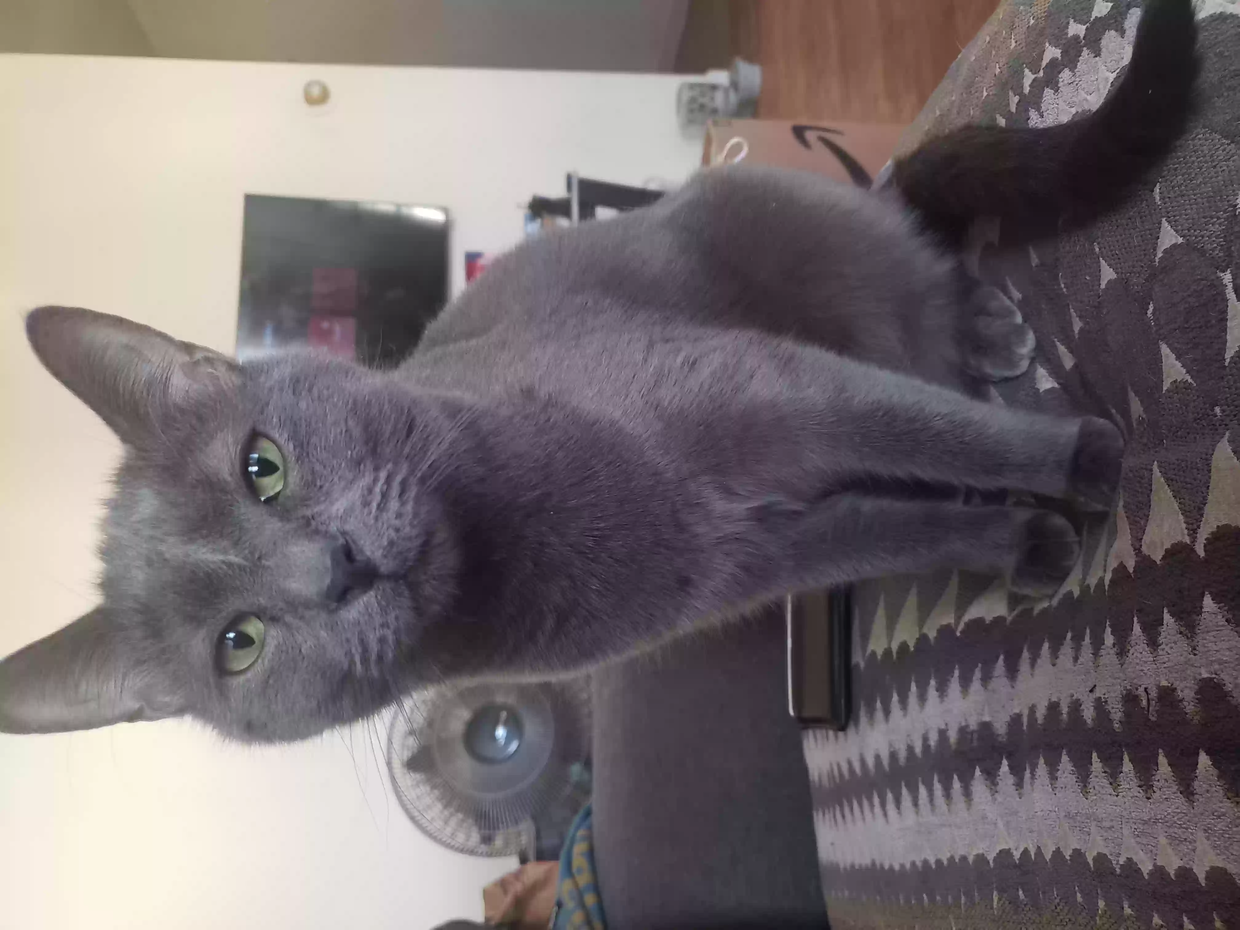 /lostandfound/images/lnfpets/original/159046_photo.webp