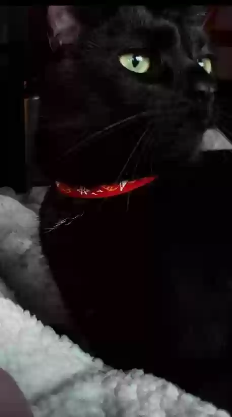 /lostandfound/images/lnfpets/original/159076_photo.webp
