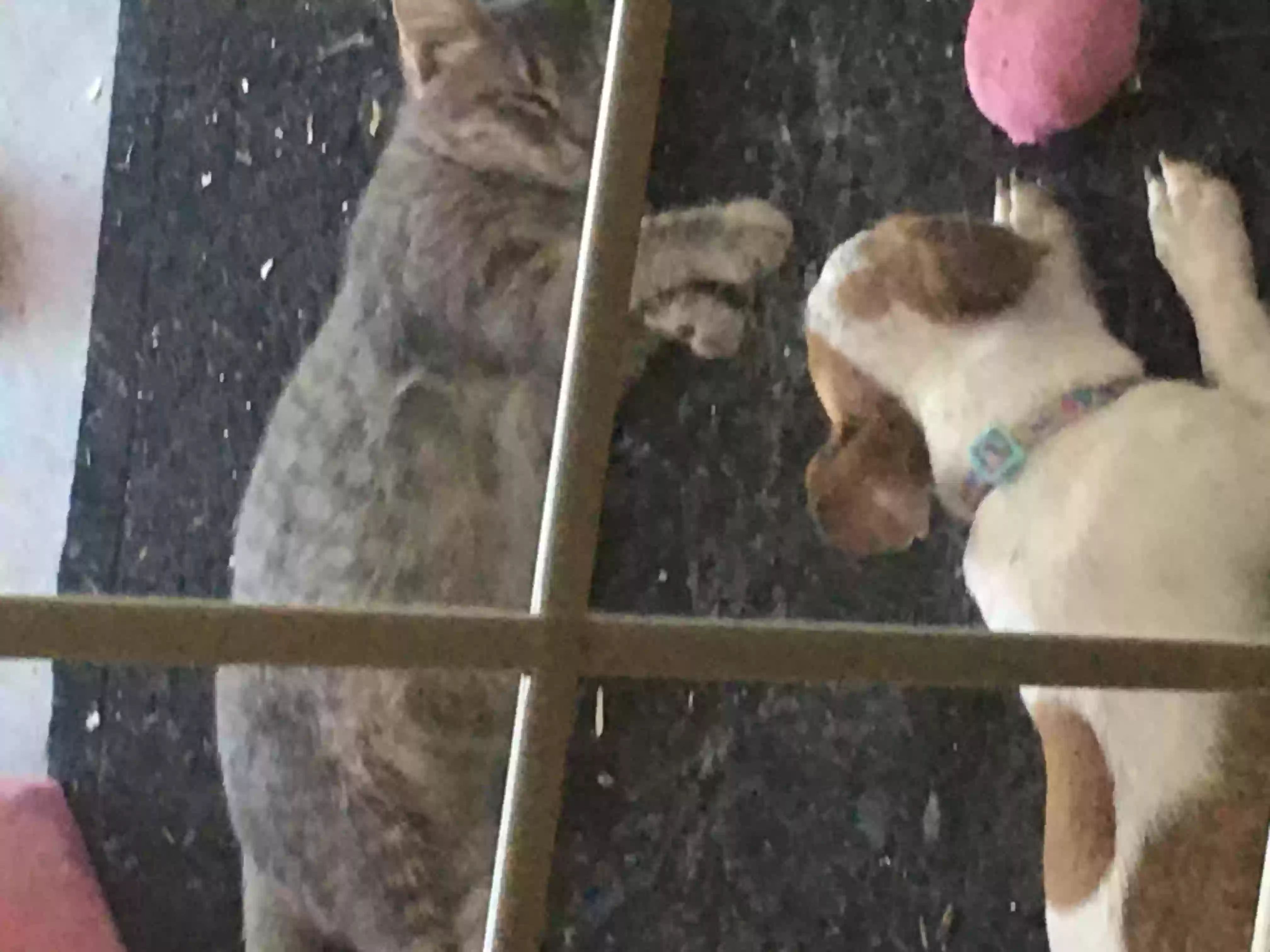 /lostandfound/images/lnfpets/original/159082_photo.webp
