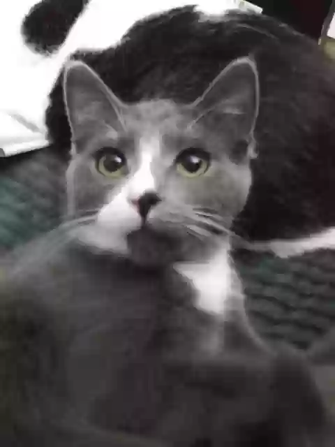 /lostandfound/images/lnfpets/original/159086_photo.webp