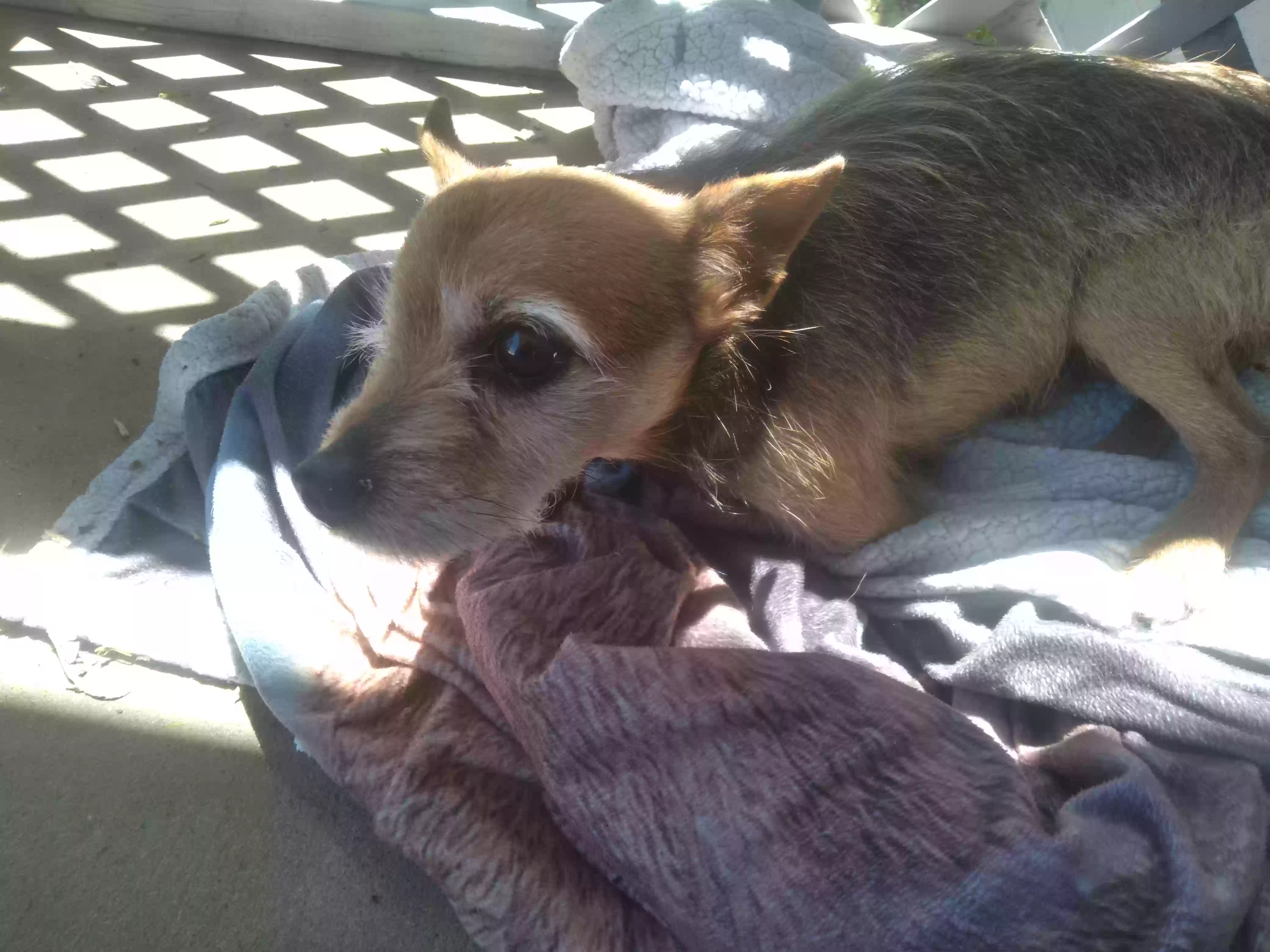 /lostandfound/images/lnfpets/original/159106_photo.webp