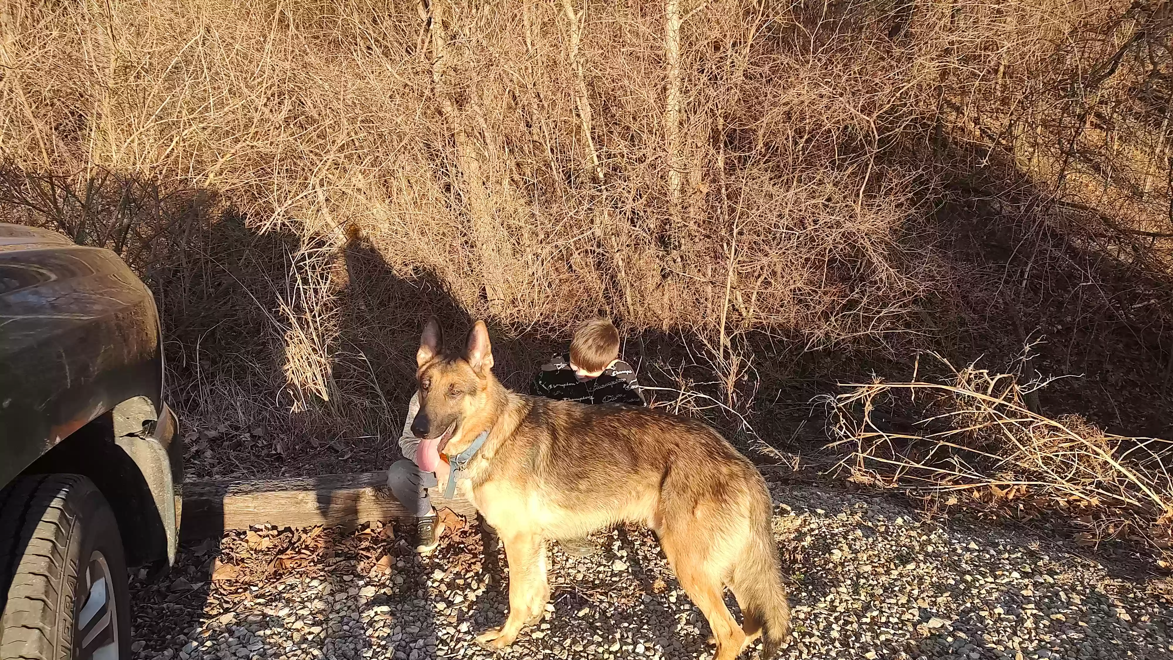 /lostandfound/images/lnfpets/original/159155_photo.webp