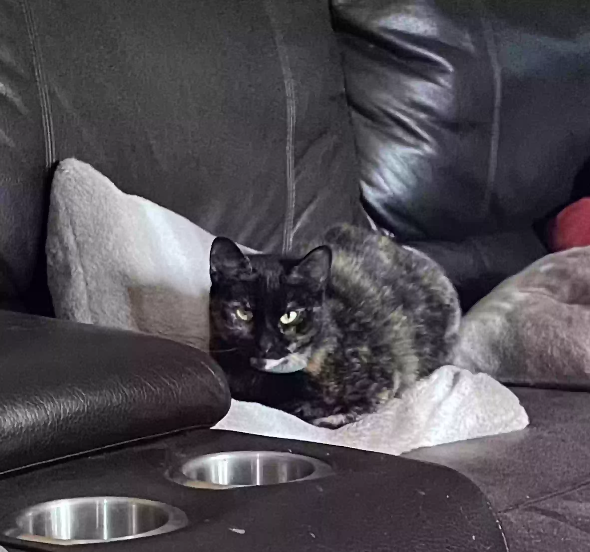 /lostandfound/images/lnfpets/original/159227_photo.webp