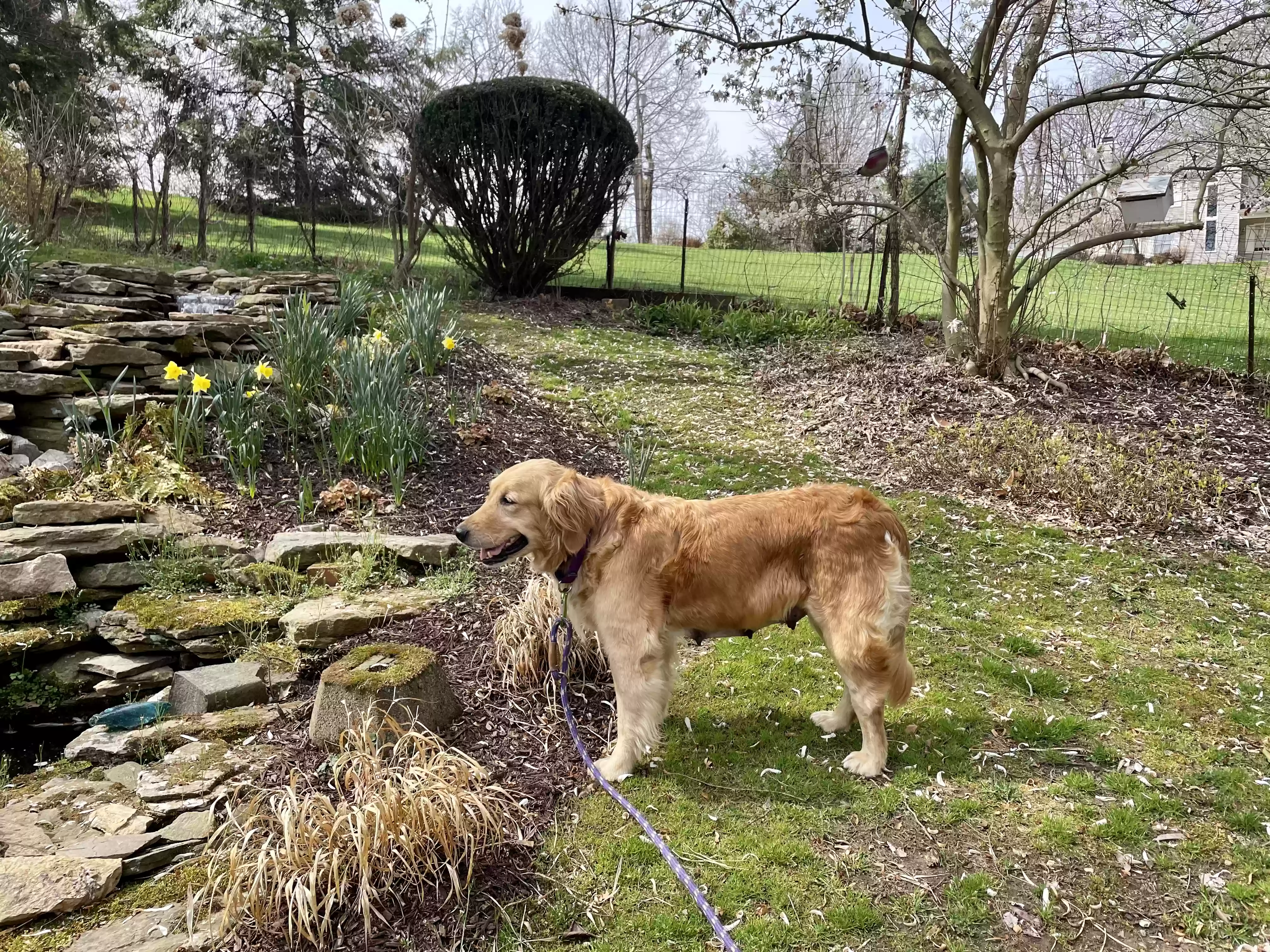/lostandfound/images/lnfpets/original/159258_photo.webp