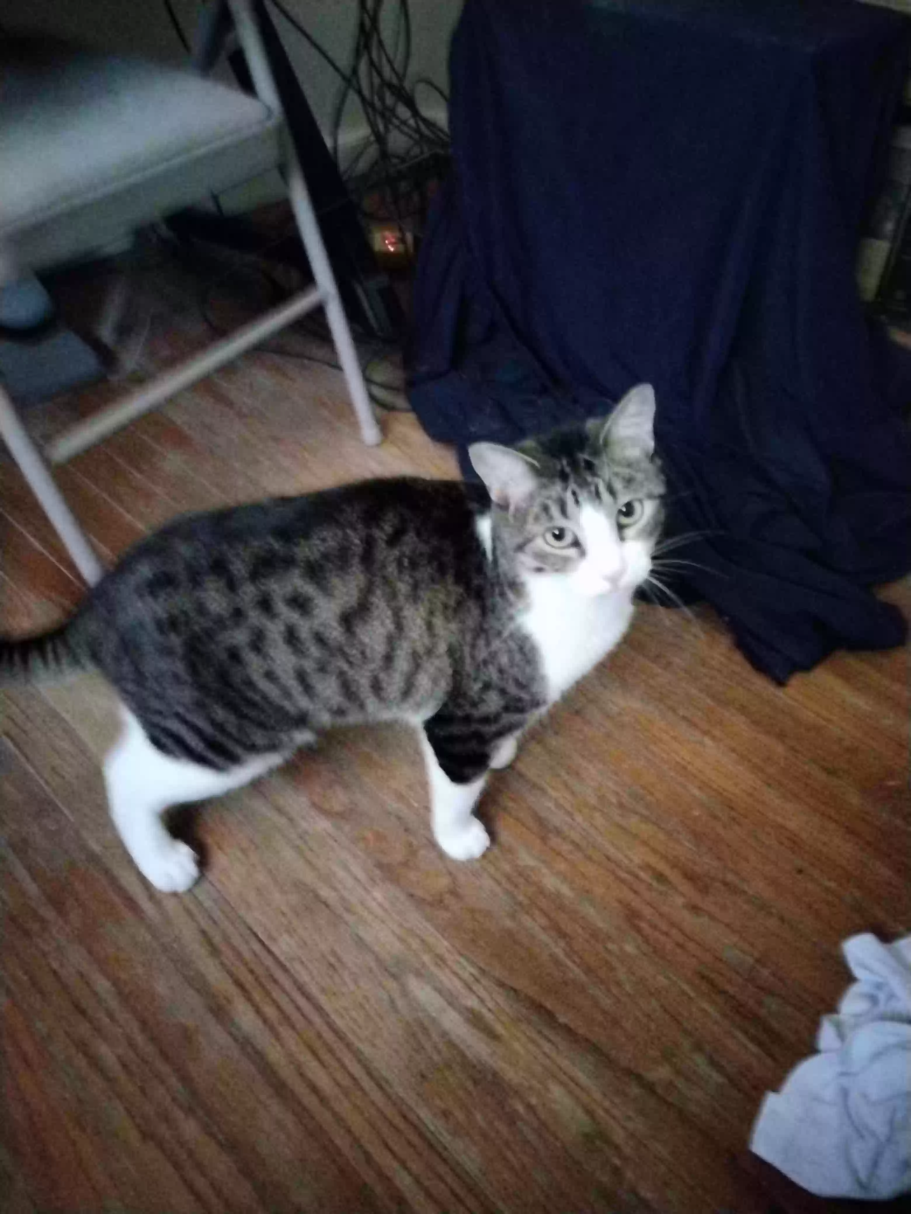 /lostandfound/images/lnfpets/original/159271_photo.webp