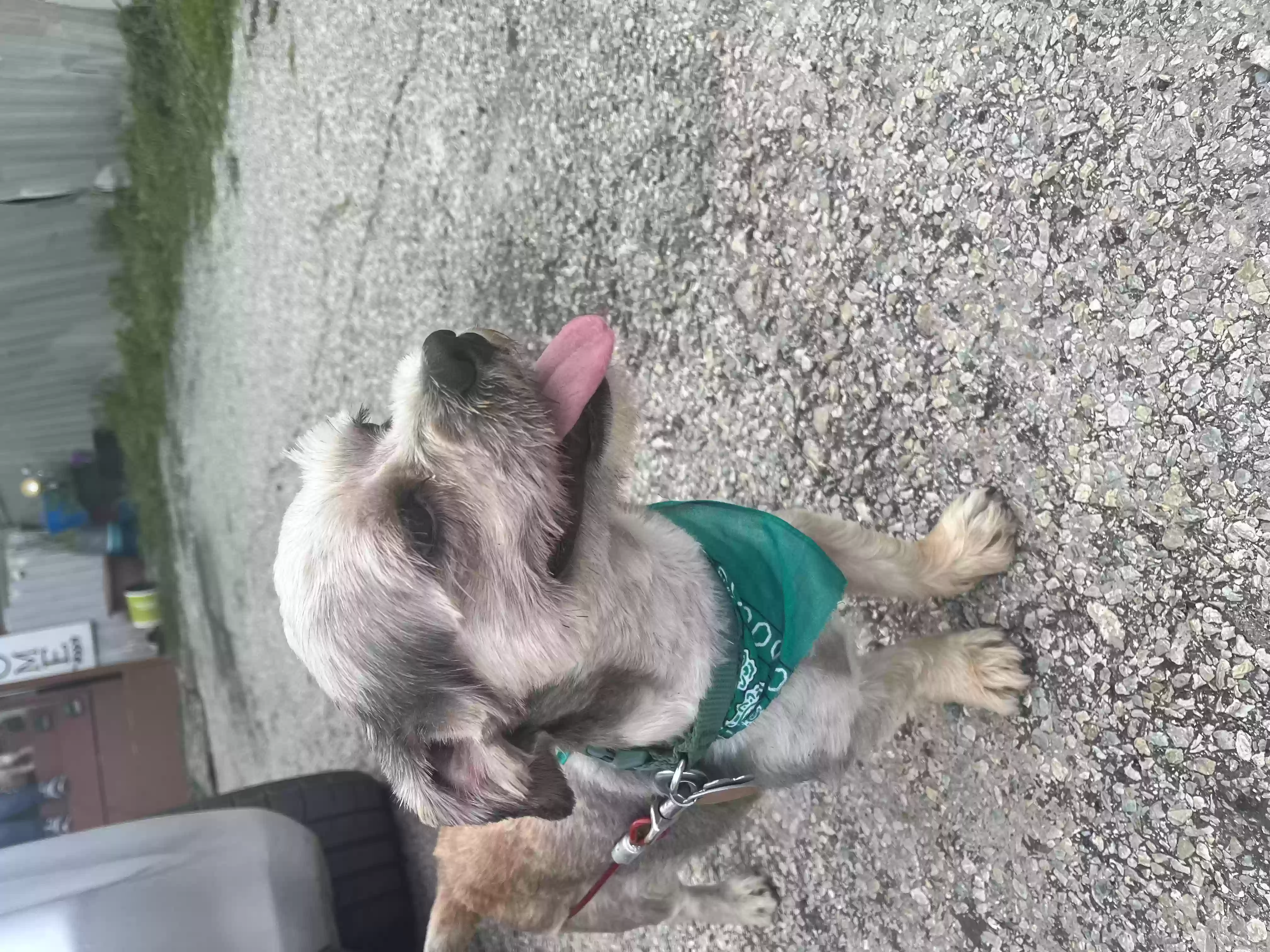 /lostandfound/images/lnfpets/original/159361_photo.webp