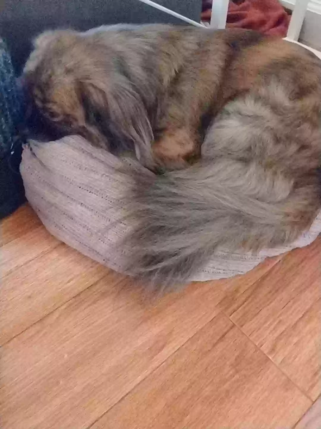 /lostandfound/images/lnfpets/original/159434_photo.webp