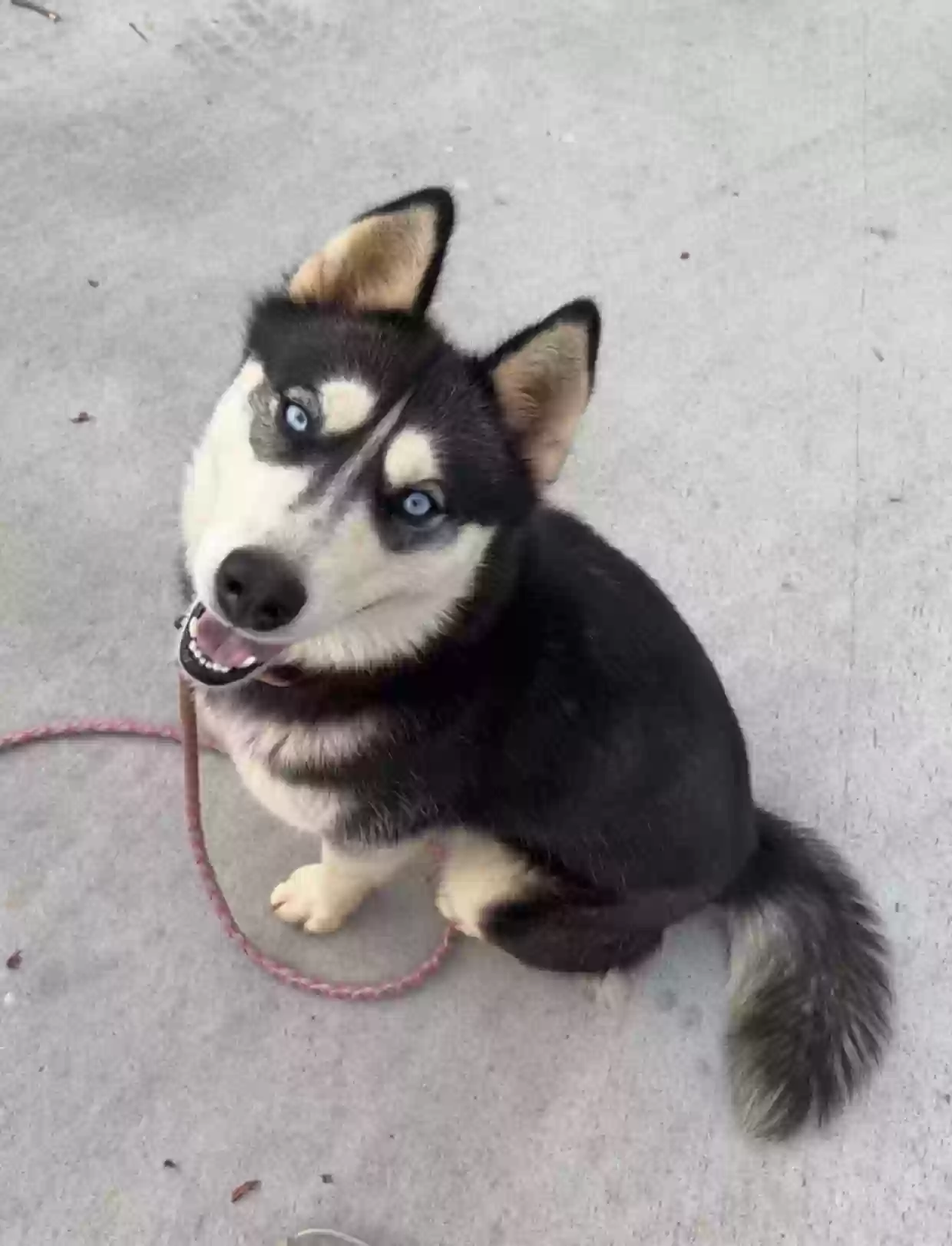 /lostandfound/images/lnfpets/original/159552_photo.webp