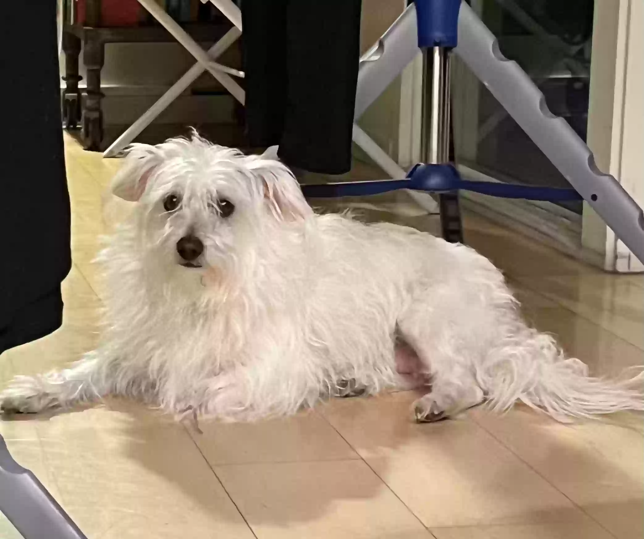 /lostandfound/images/lnfpets/original/159665_photo.webp