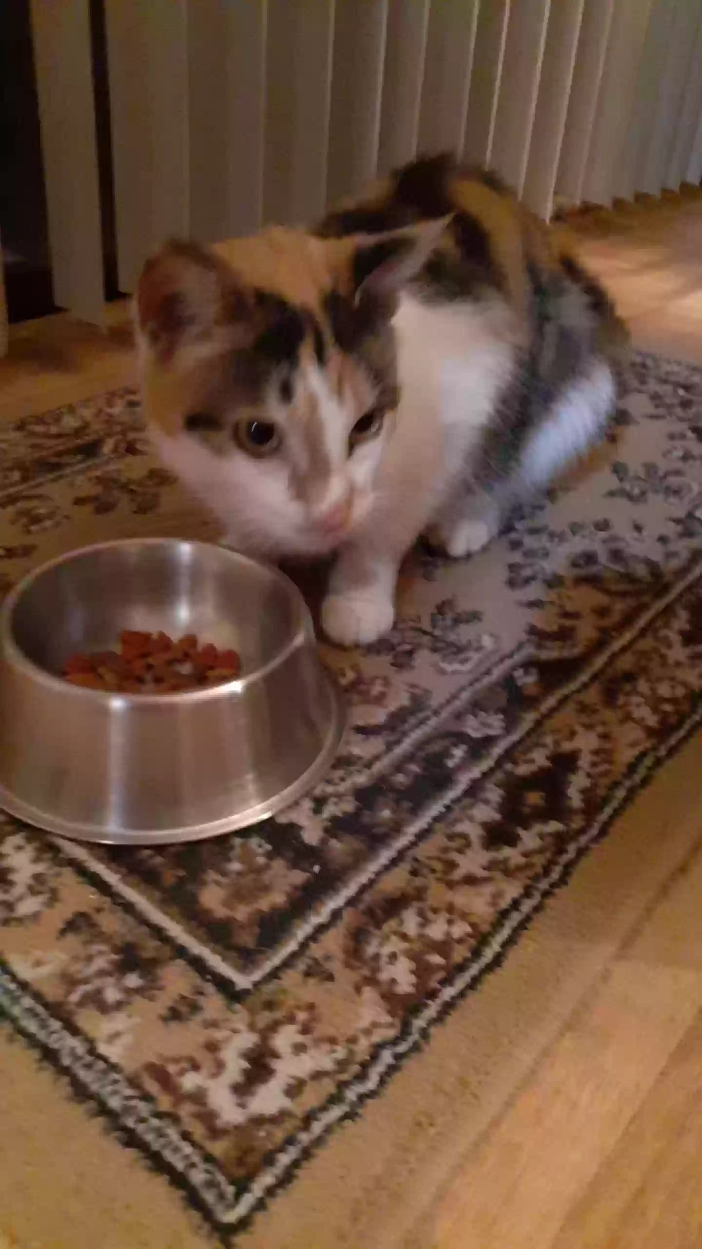 /lostandfound/images/lnfpets/original/159707_photo.webp