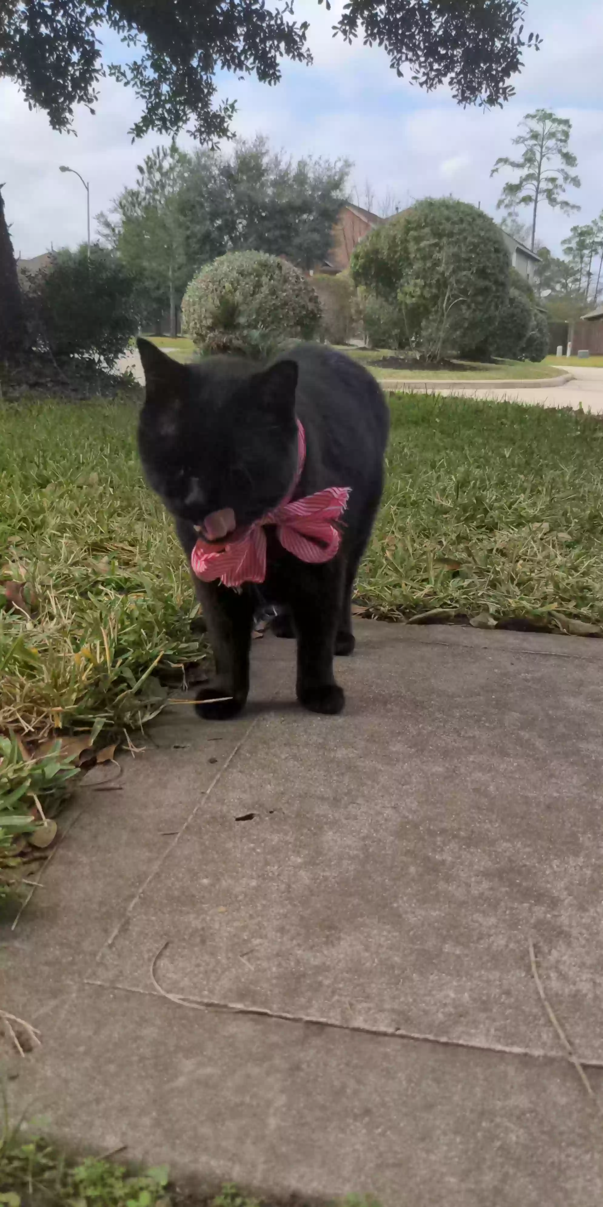 /lostandfound/images/lnfpets/original/159751_photo.webp