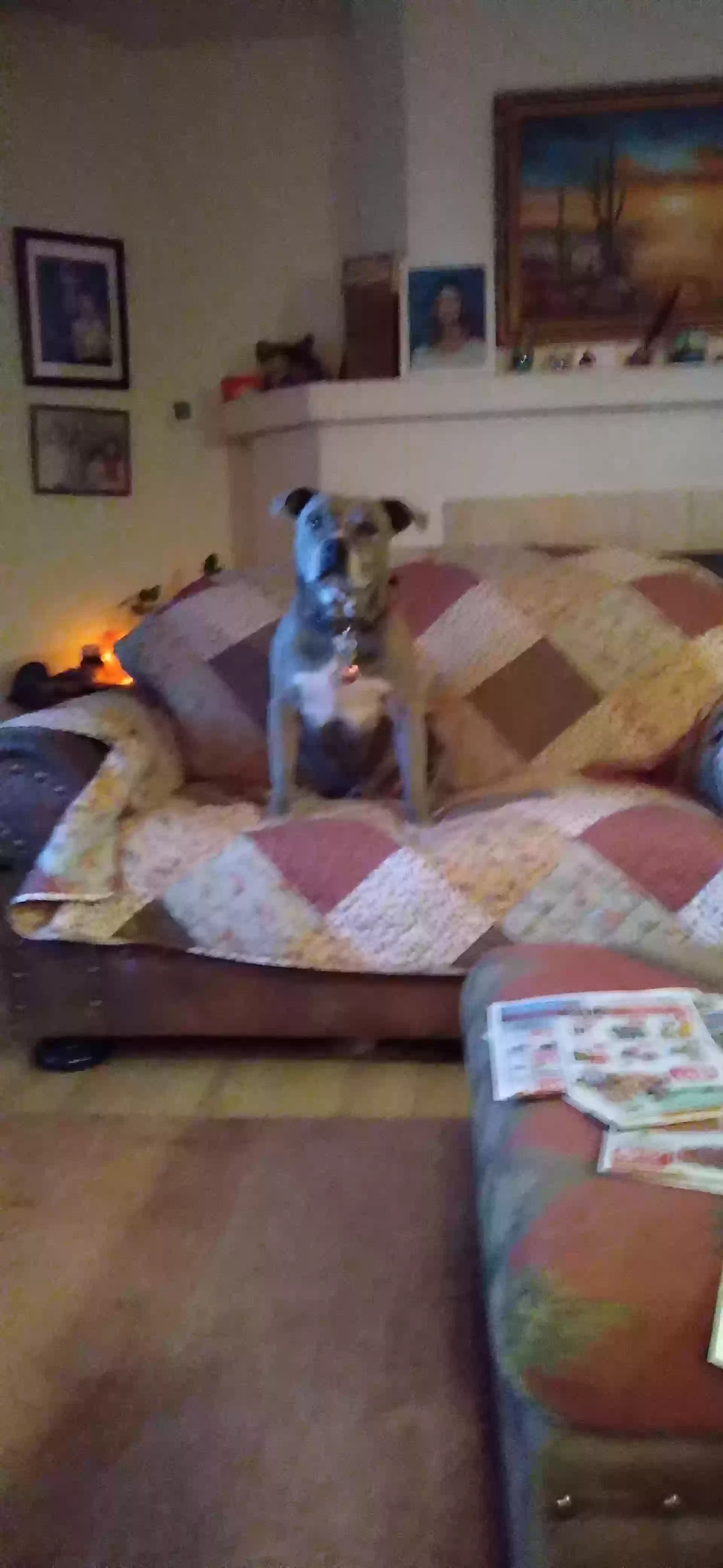/lostandfound/images/lnfpets/original/159783_photo.webp