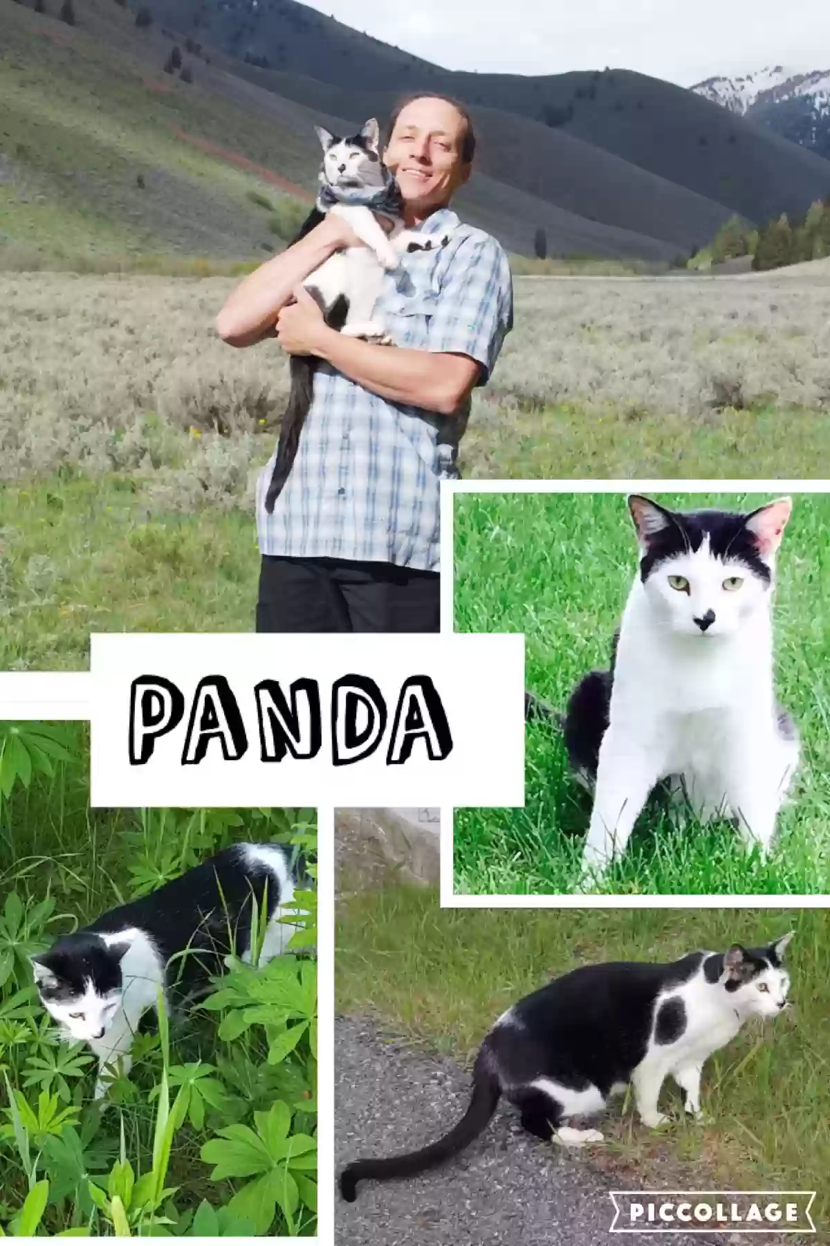 /lostandfound/images/lnfpets/original/159792_photo.webp
