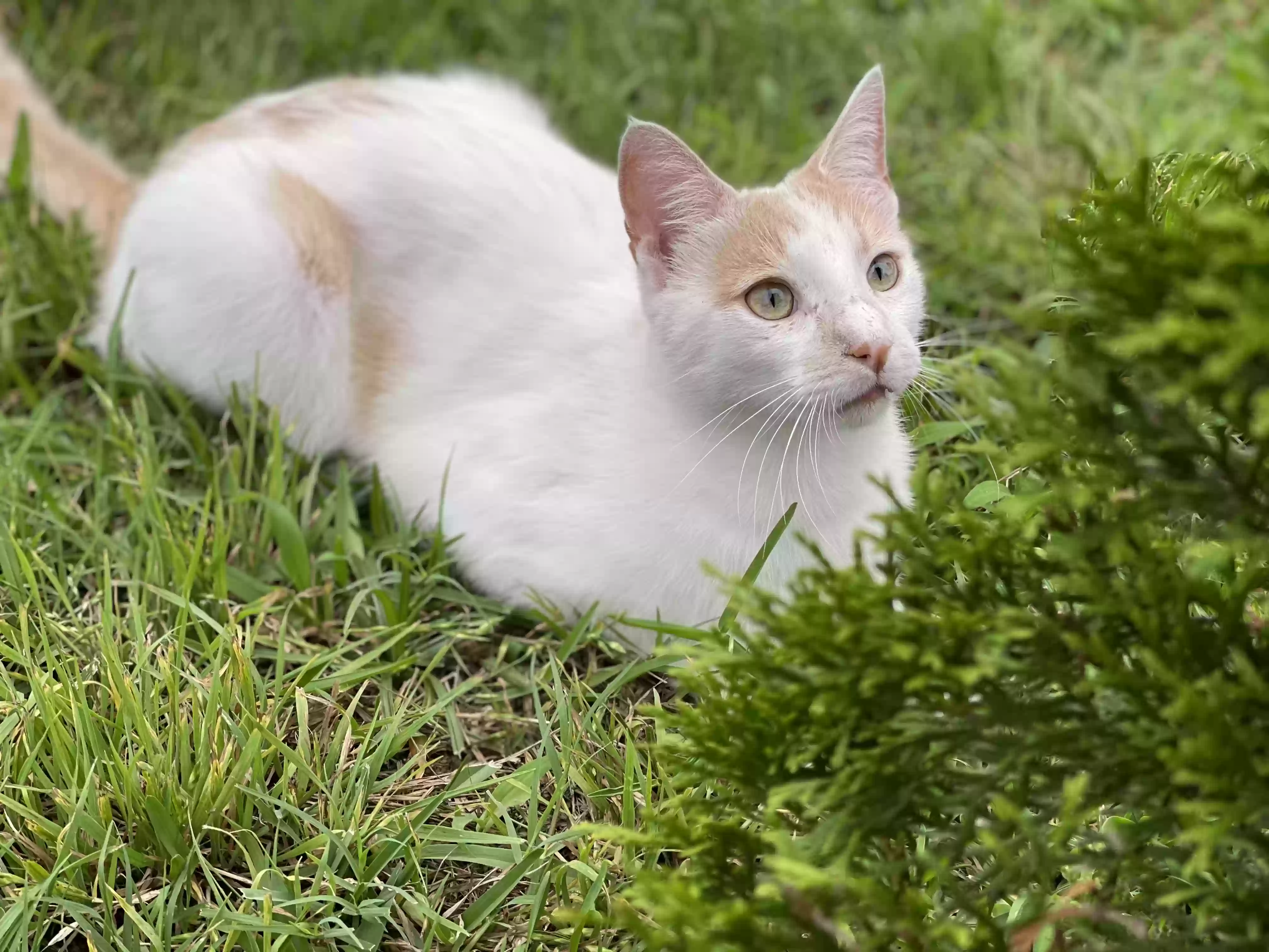 /lostandfound/images/lnfpets/original/159869_photo.webp