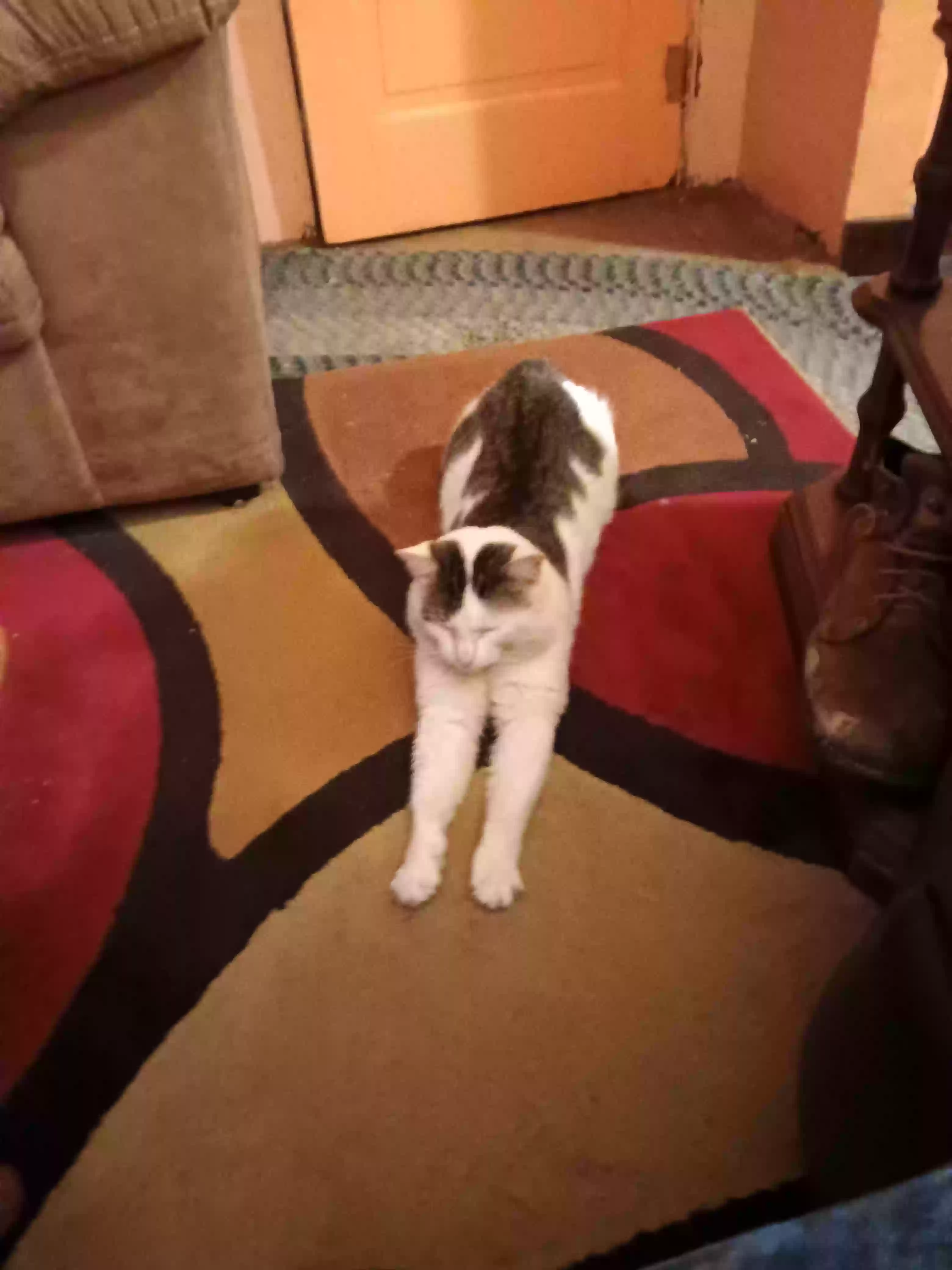 /lostandfound/images/lnfpets/original/159921_photo.webp