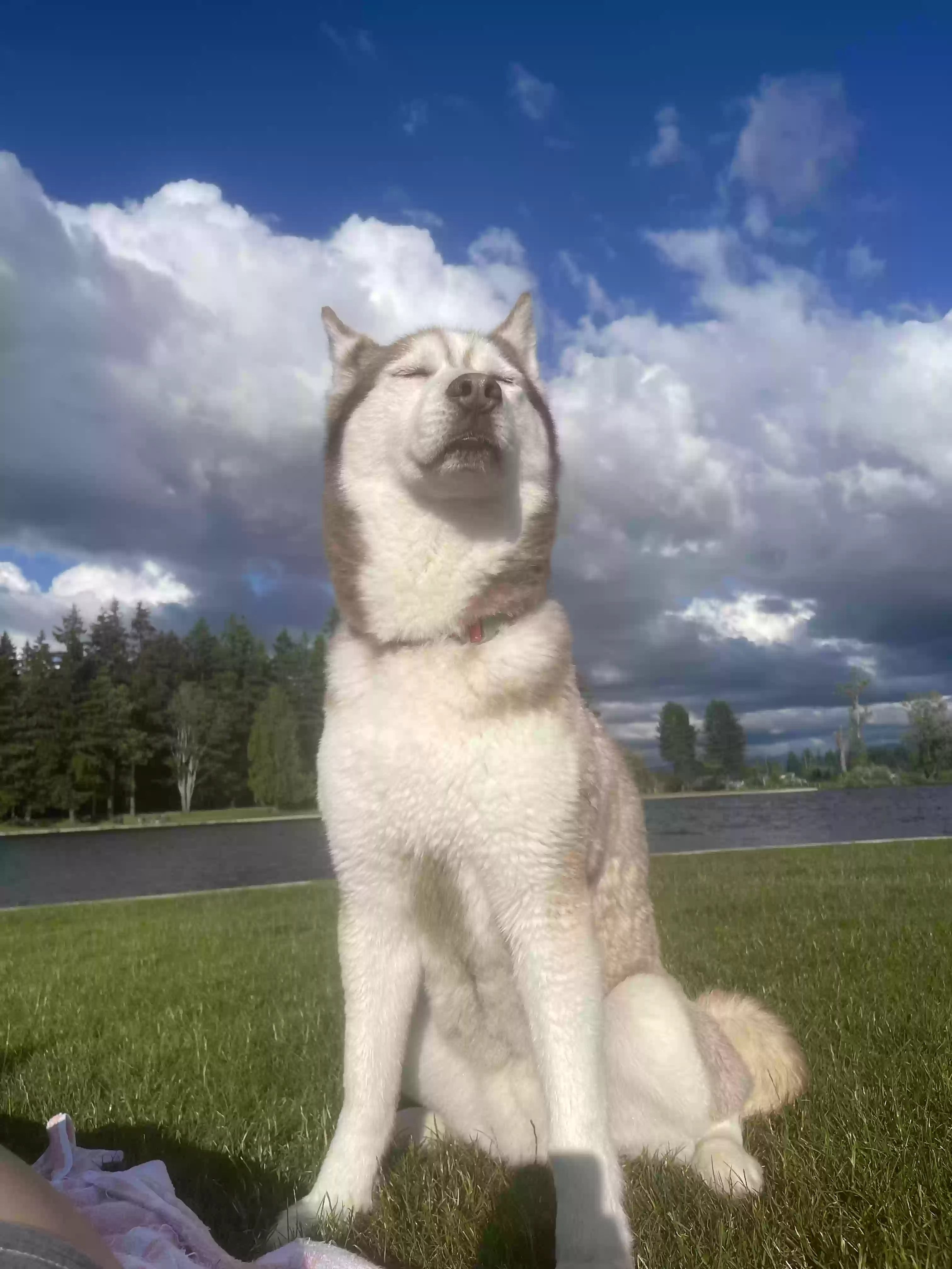 /lostandfound/images/lnfpets/original/159923_photo.webp