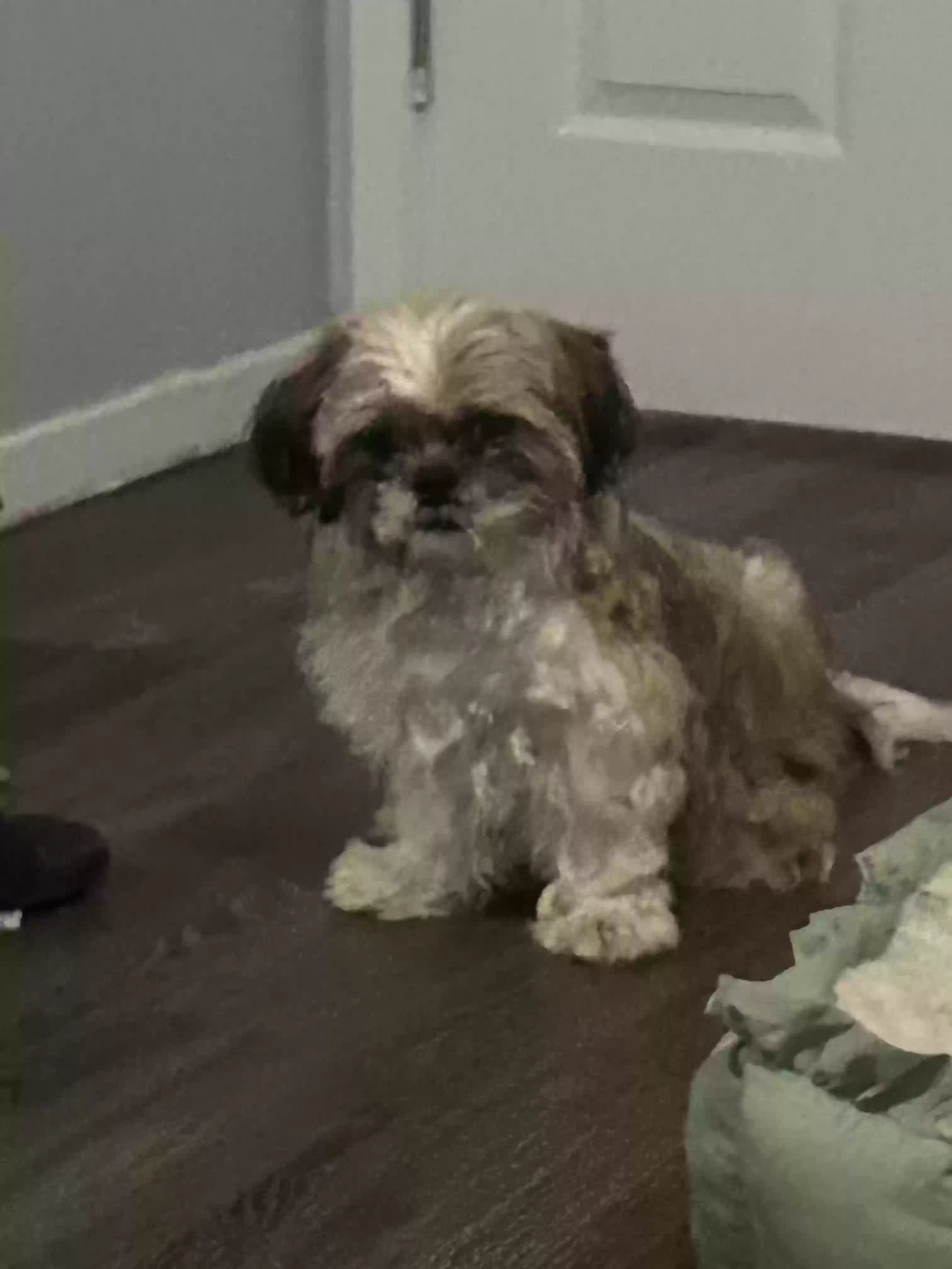 /lostandfound/images/lnfpets/original/159936_photo.webp