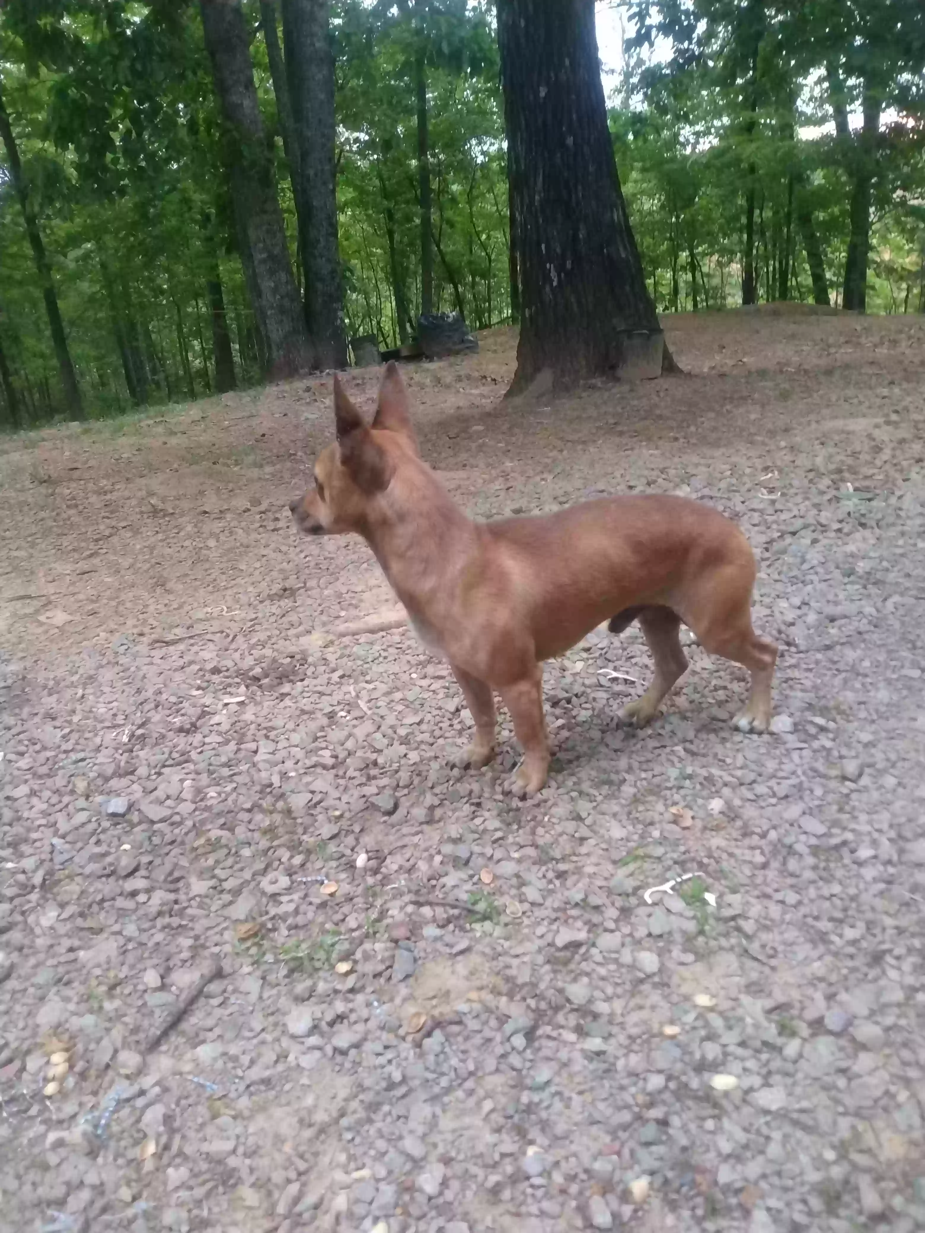 /lostandfound/images/lnfpets/original/159977_photo.webp