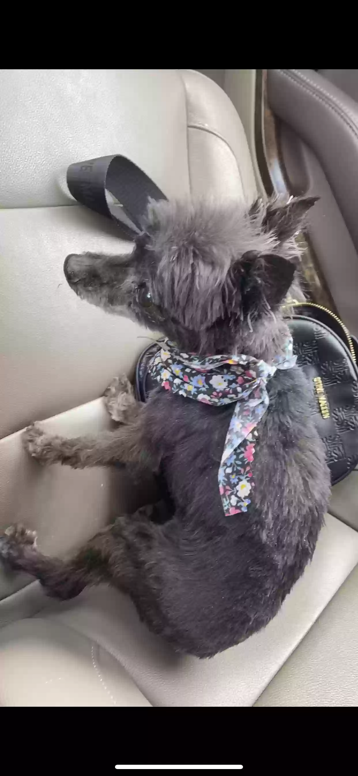 /lostandfound/images/lnfpets/original/160012_photo.webp