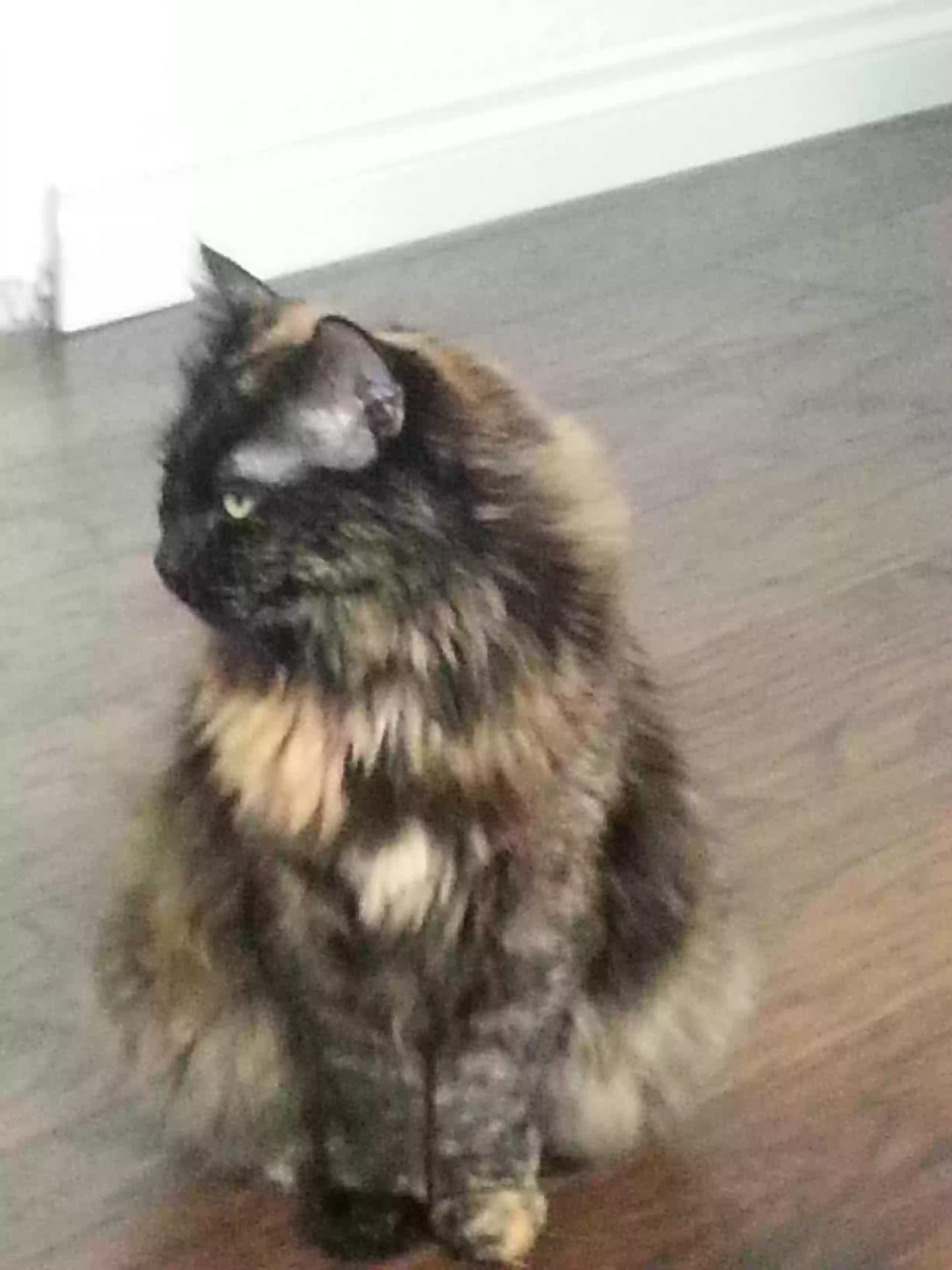 /lostandfound/images/lnfpets/original/160038_photo.webp