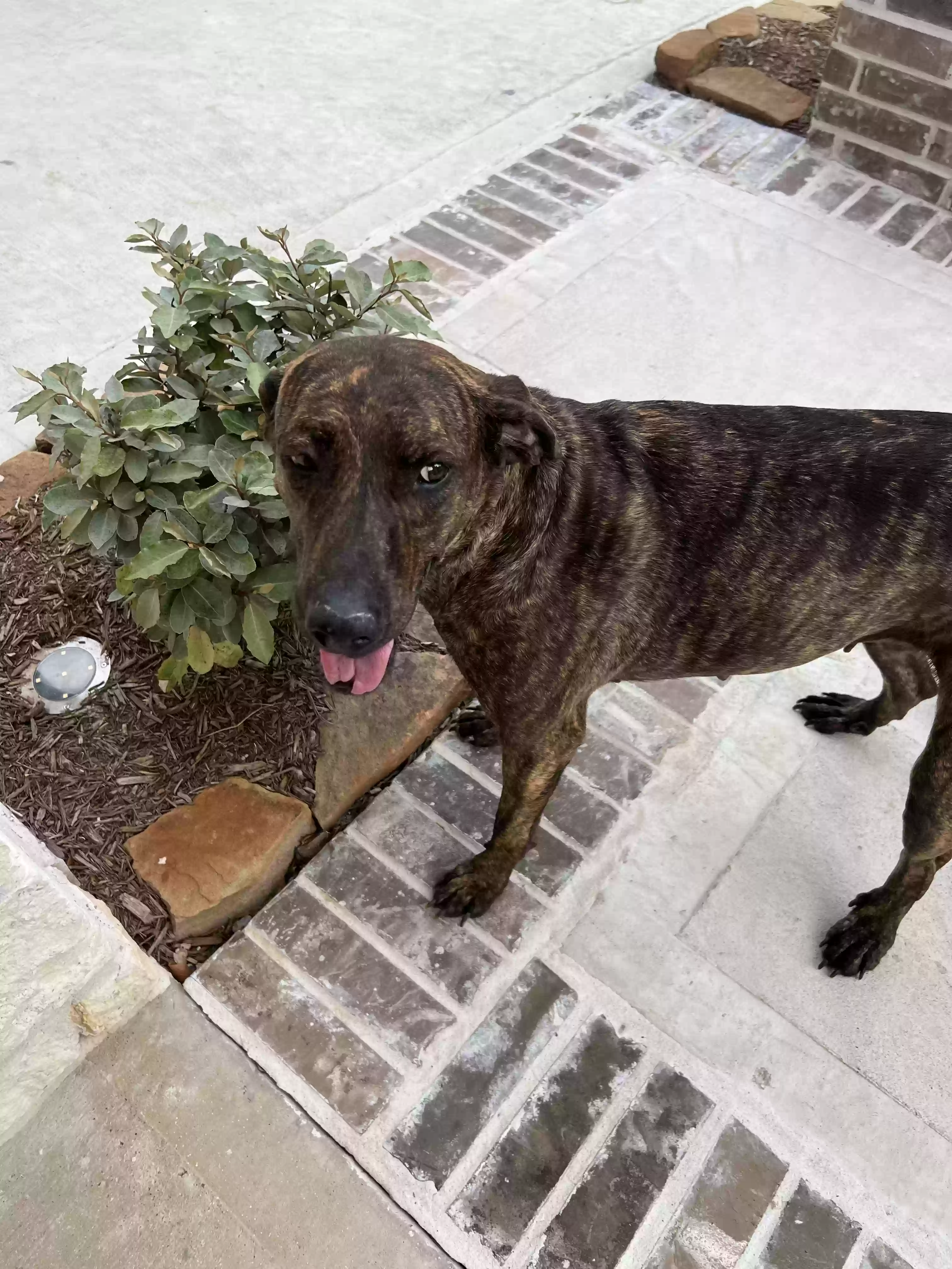 /lostandfound/images/lnfpets/original/160057_1903_336B28BC_1623_412A_BB33_57415E887781.webp