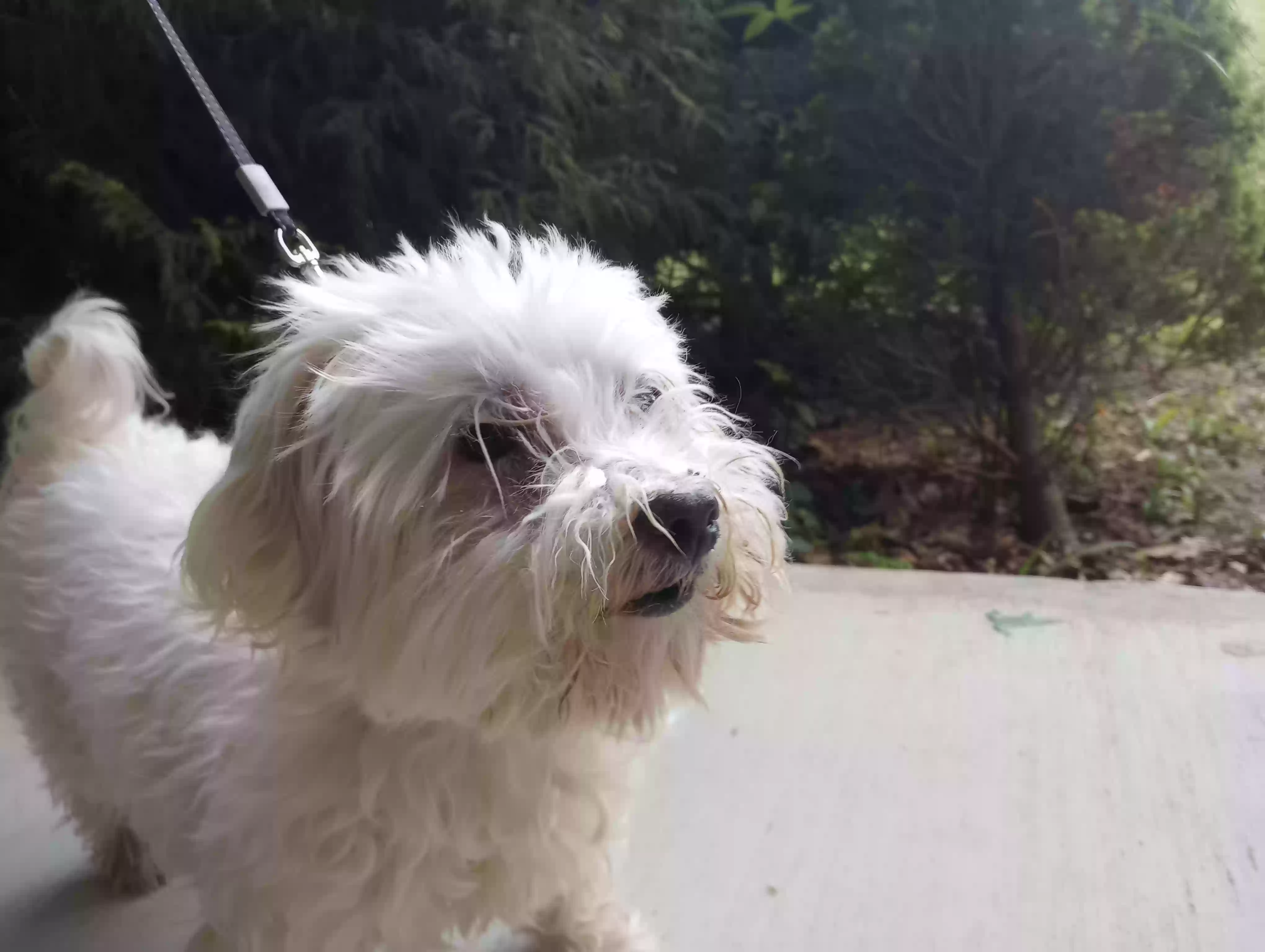 /lostandfound/images/lnfpets/original/160076_photo.webp