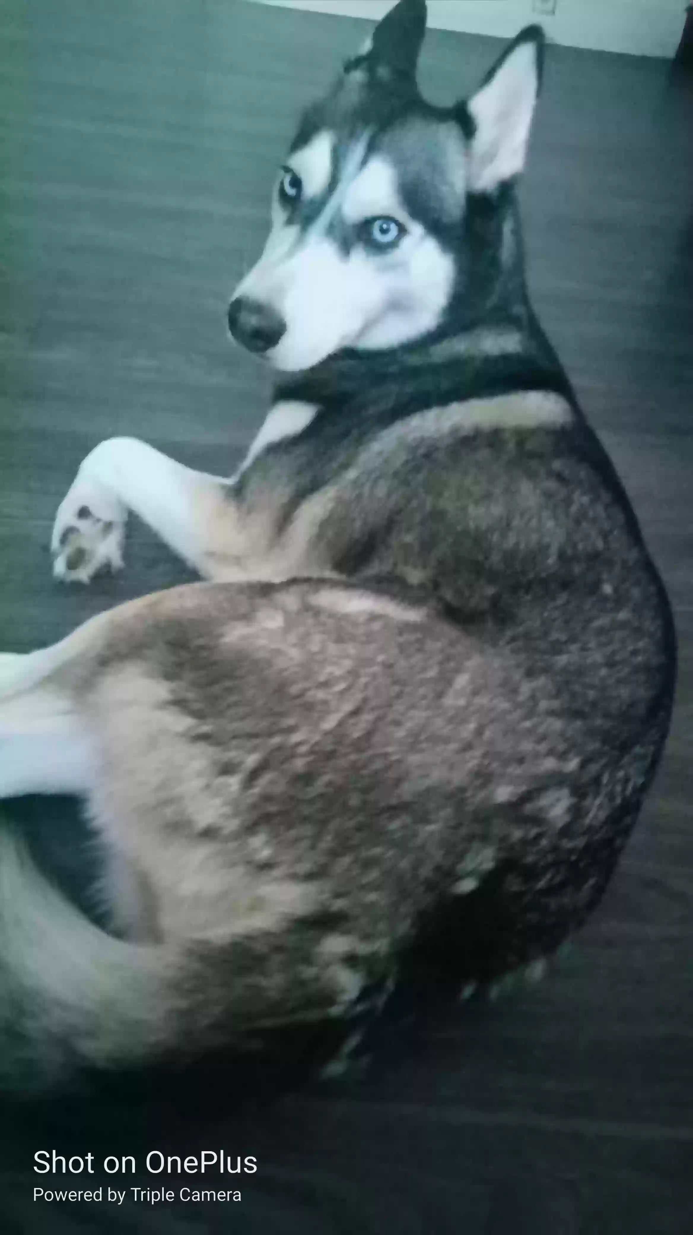 /lostandfound/images/lnfpets/original/160122_photo.webp