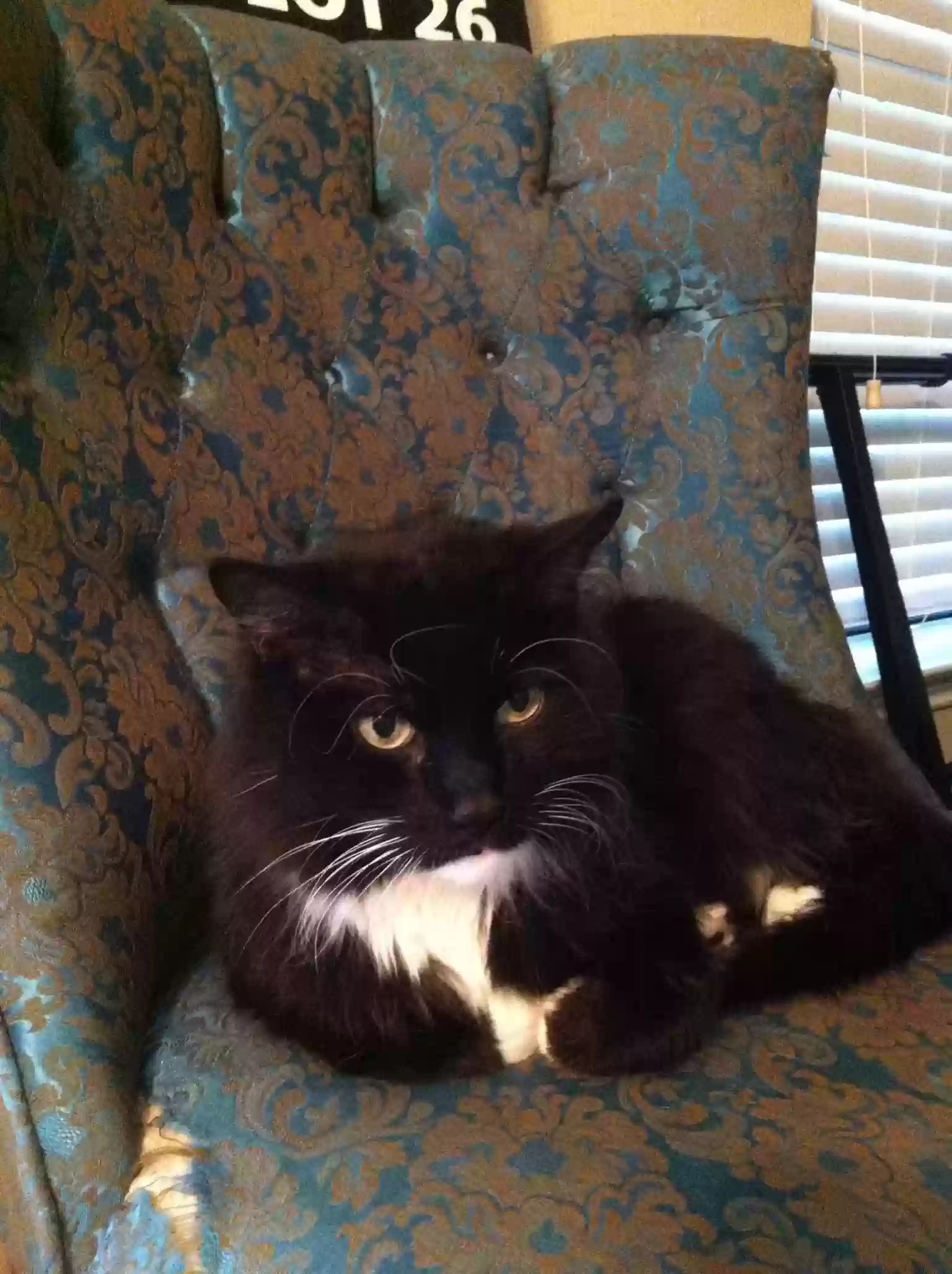 /lostandfound/images/lnfpets/original/160171_photo.webp