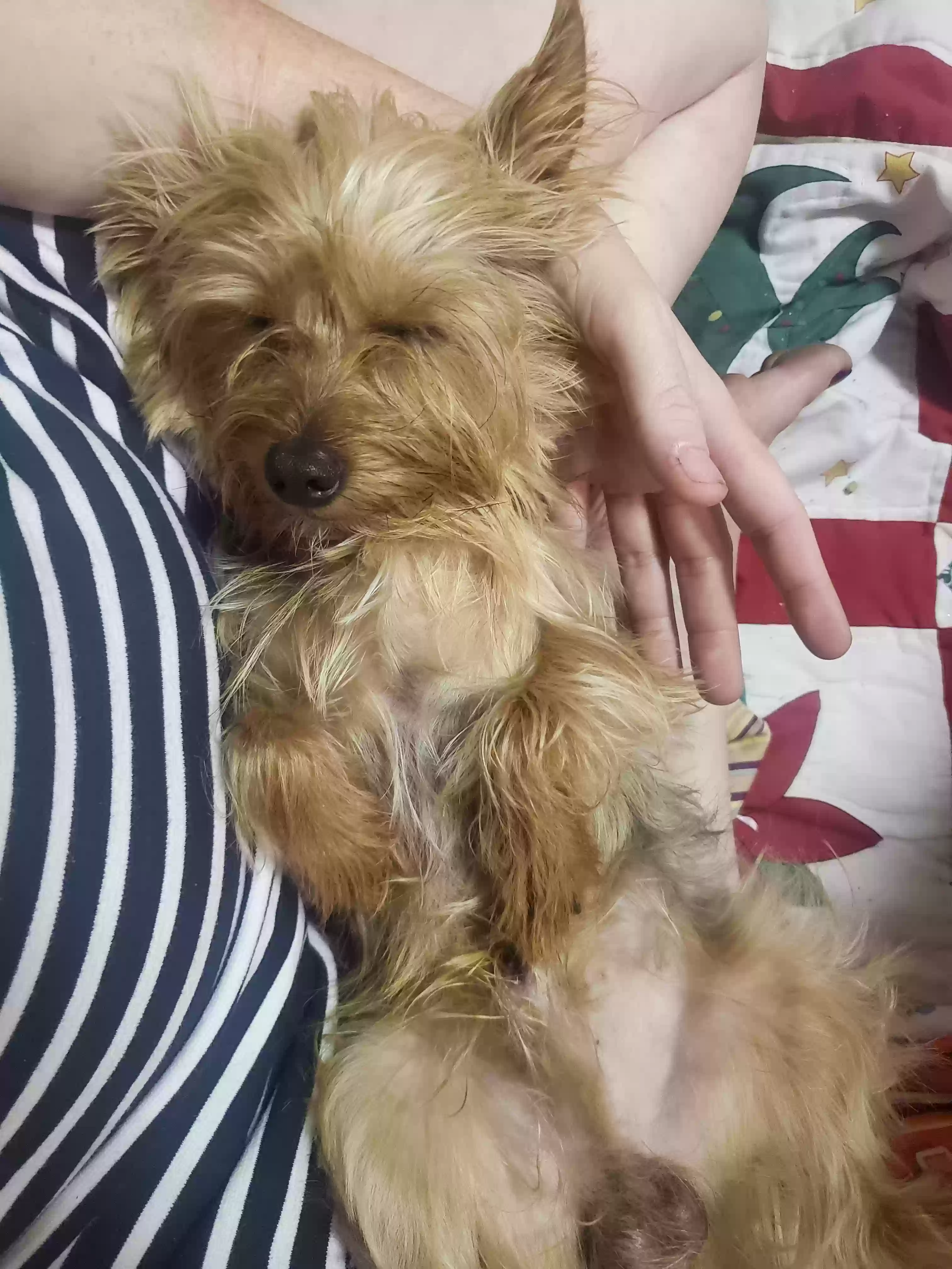 /lostandfound/images/lnfpets/original/160194_photo.webp