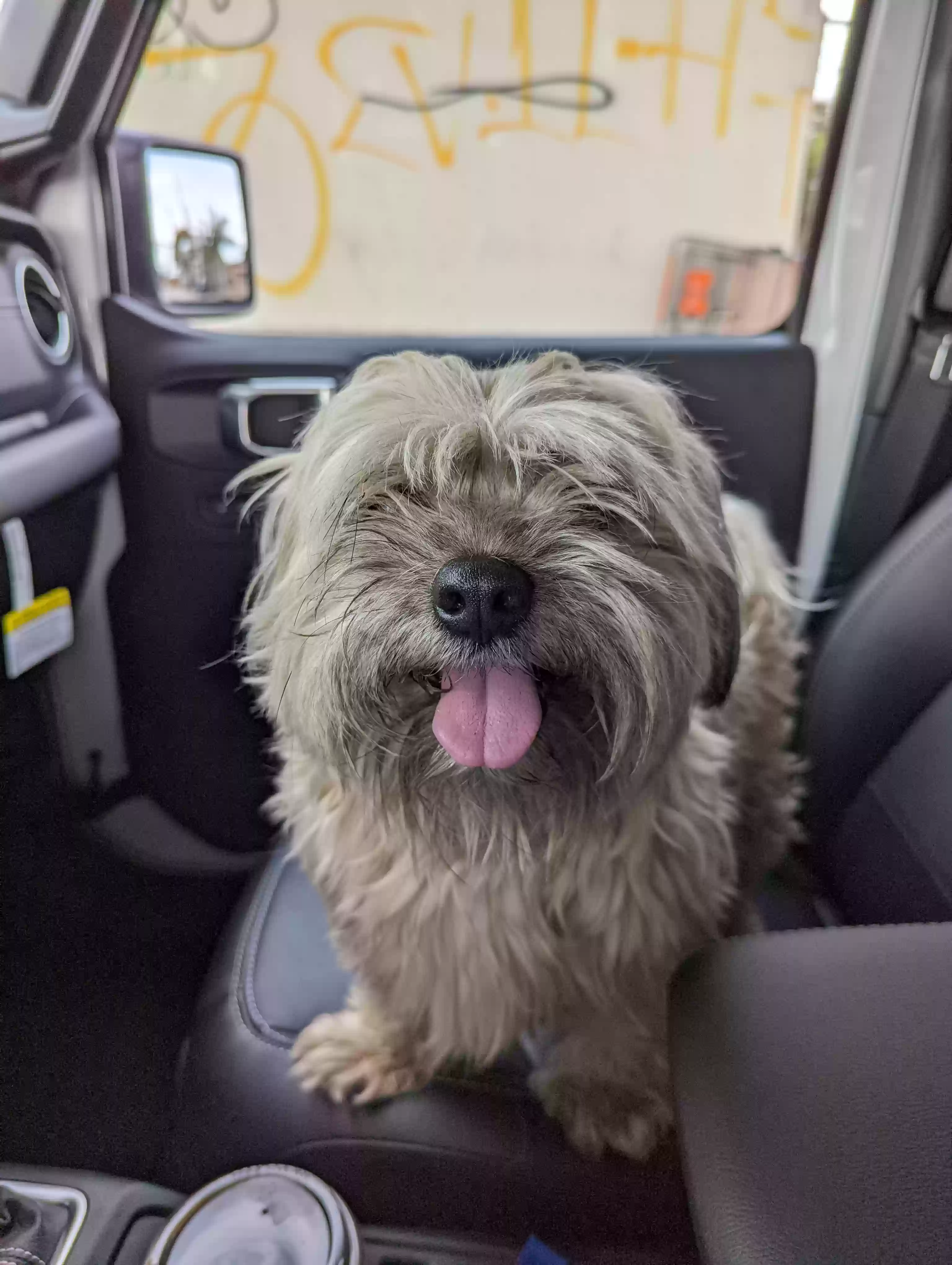 /lostandfound/images/lnfpets/original/160238_photo.webp