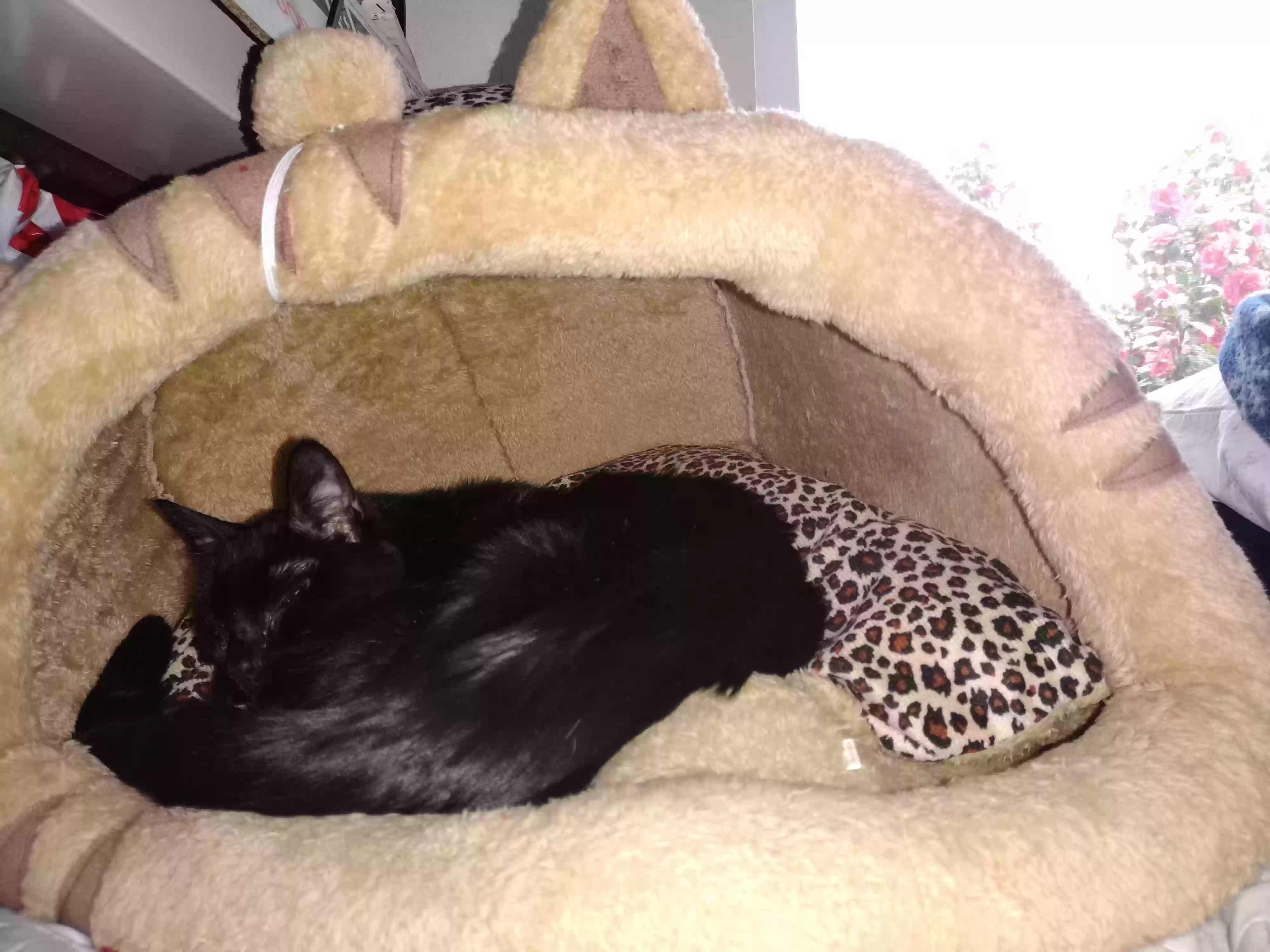 /lostandfound/images/lnfpets/original/160280_photo.webp