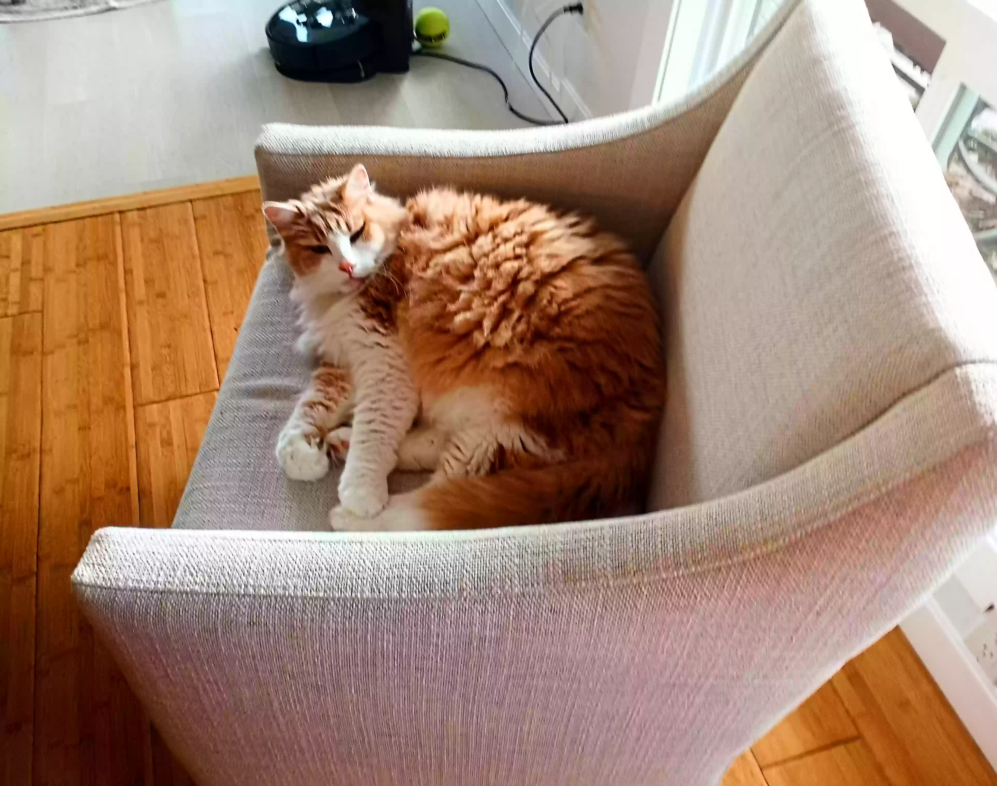 /lostandfound/images/lnfpets/original/160284_photo.webp