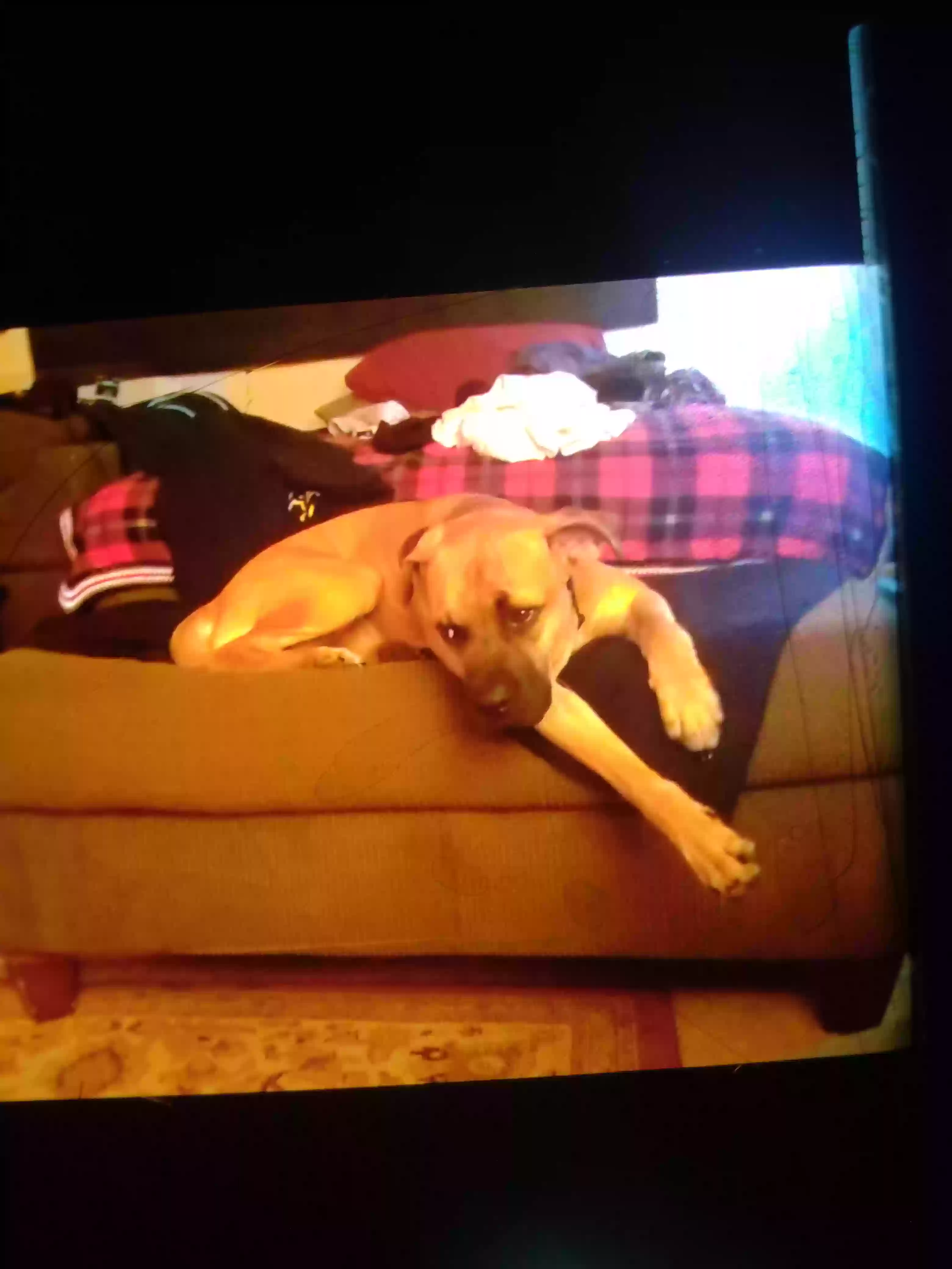 /lostandfound/images/lnfpets/original/160316_photo.webp