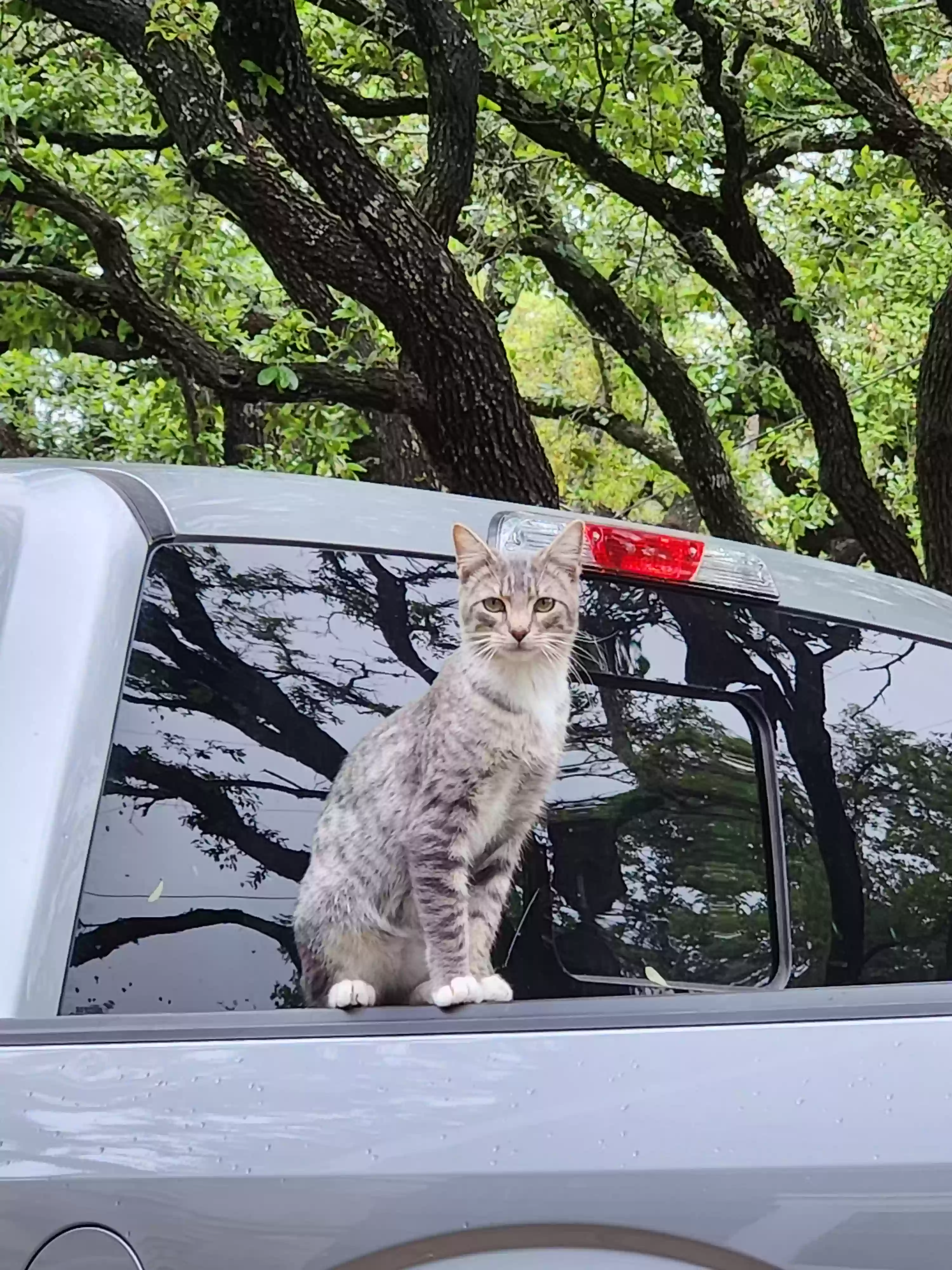 /lostandfound/images/lnfpets/original/160356_photo.webp